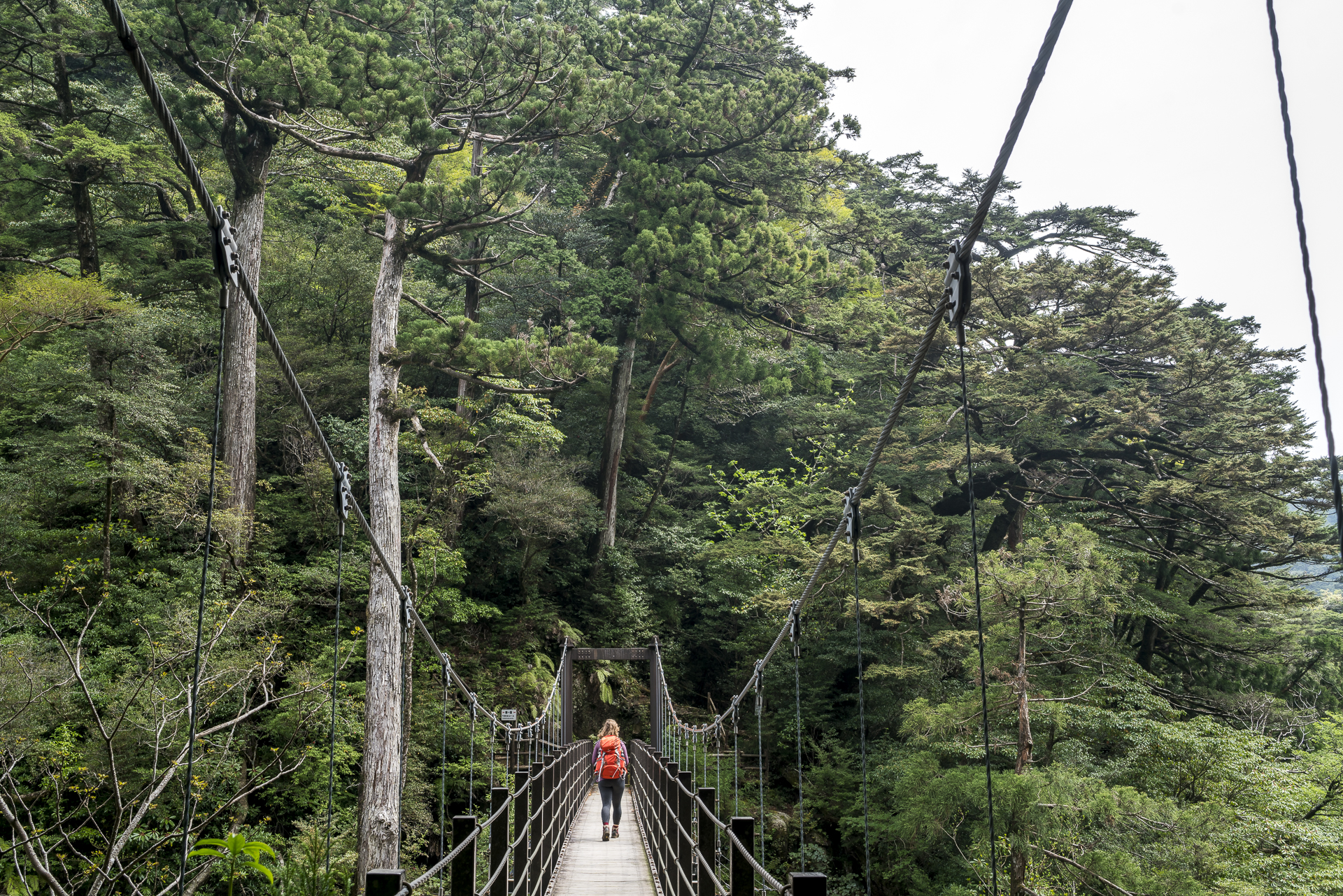 Kohana Hiking Trail Yakushima