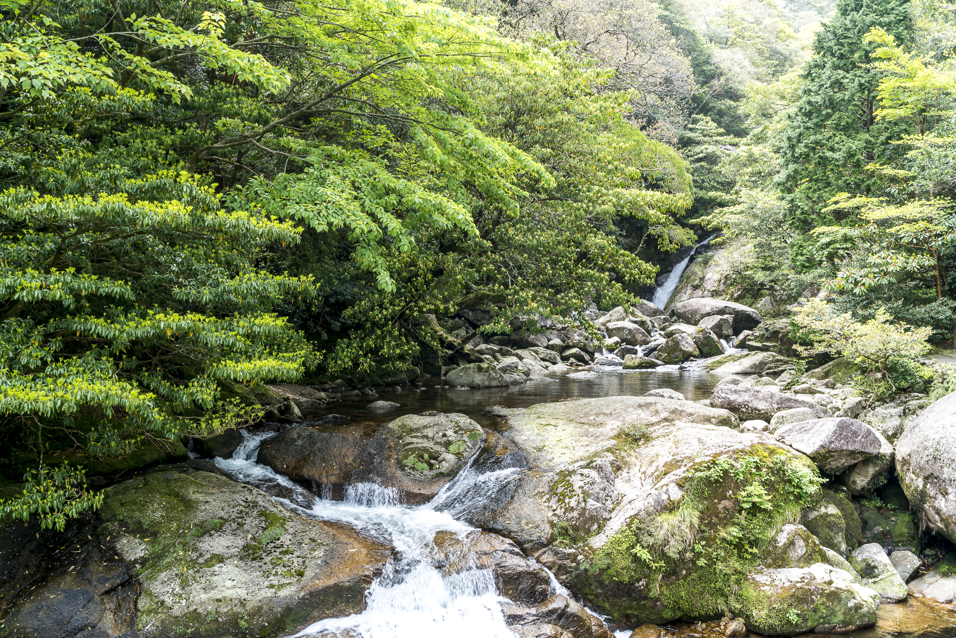 Shiratani Unsuikyo Ravine Yakushima