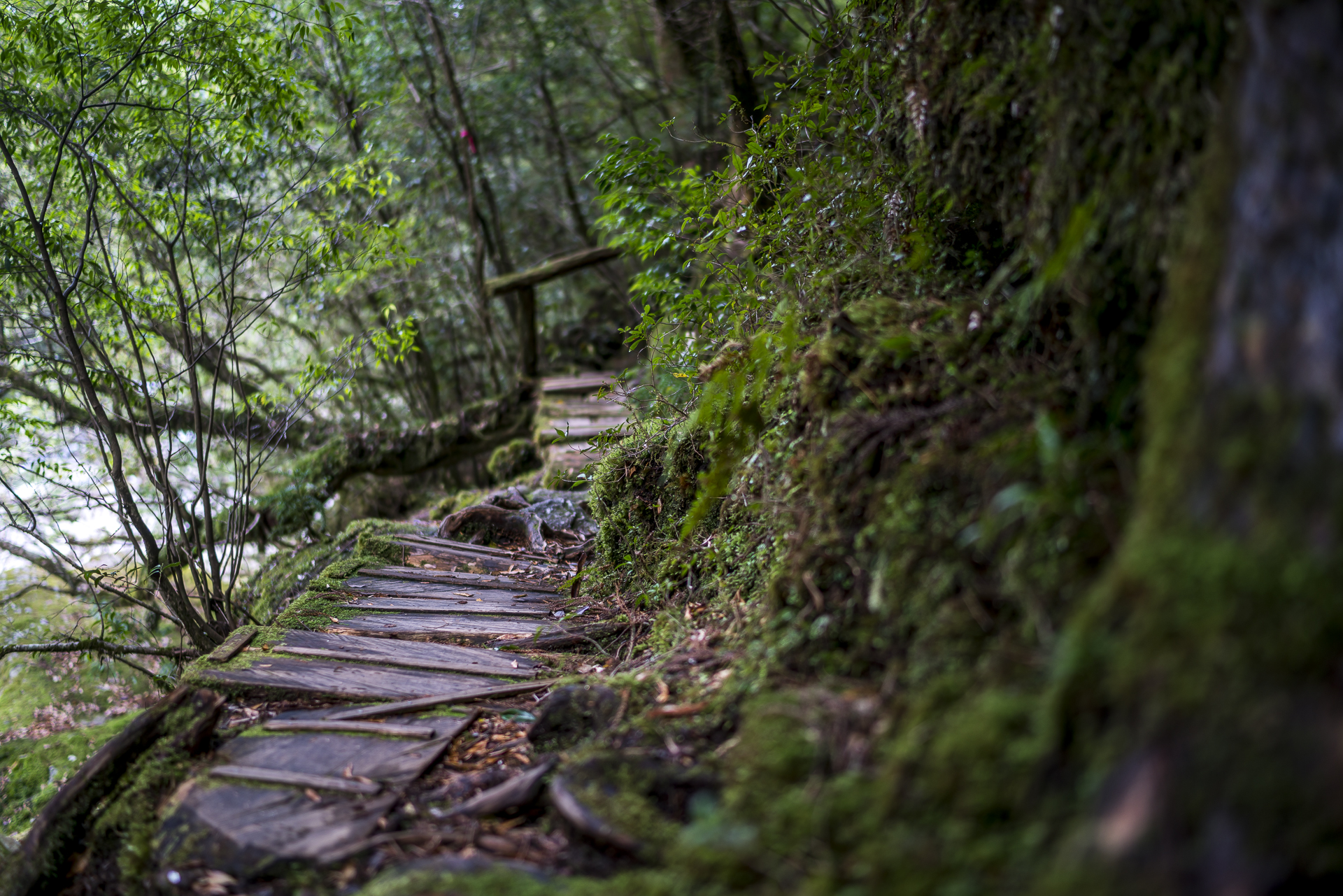 Tokimekinomichi Trail Yakushima