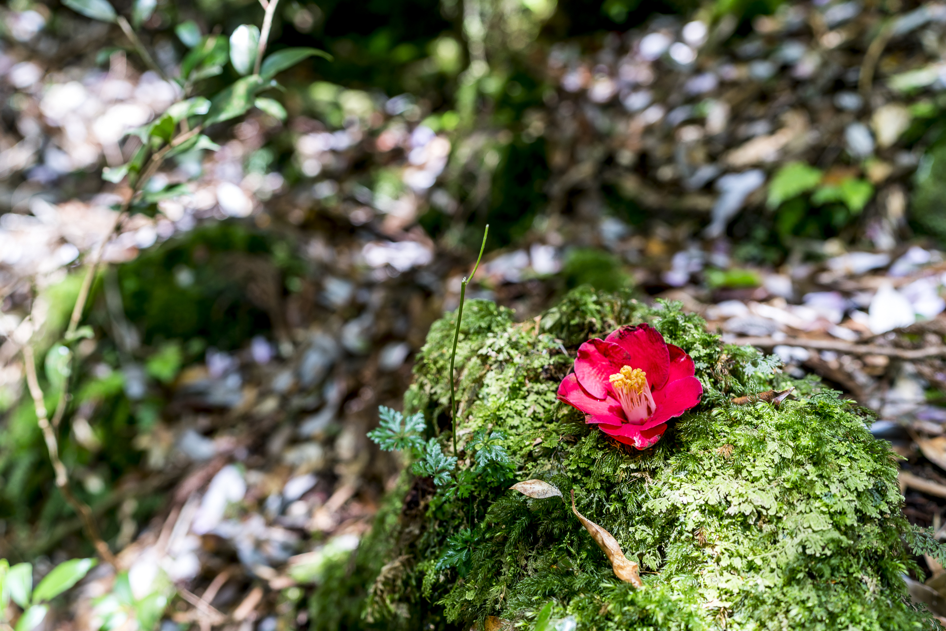 Vegetation auf Yakushima
