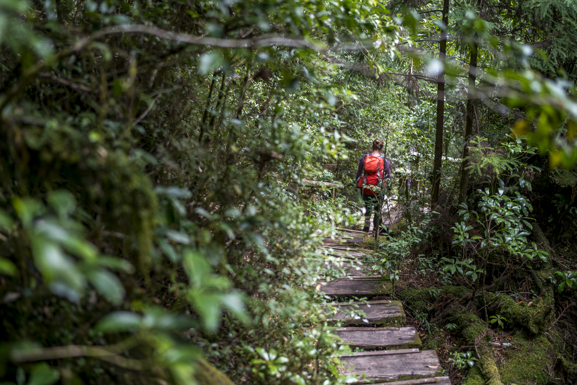 Wandern auf Yakushima