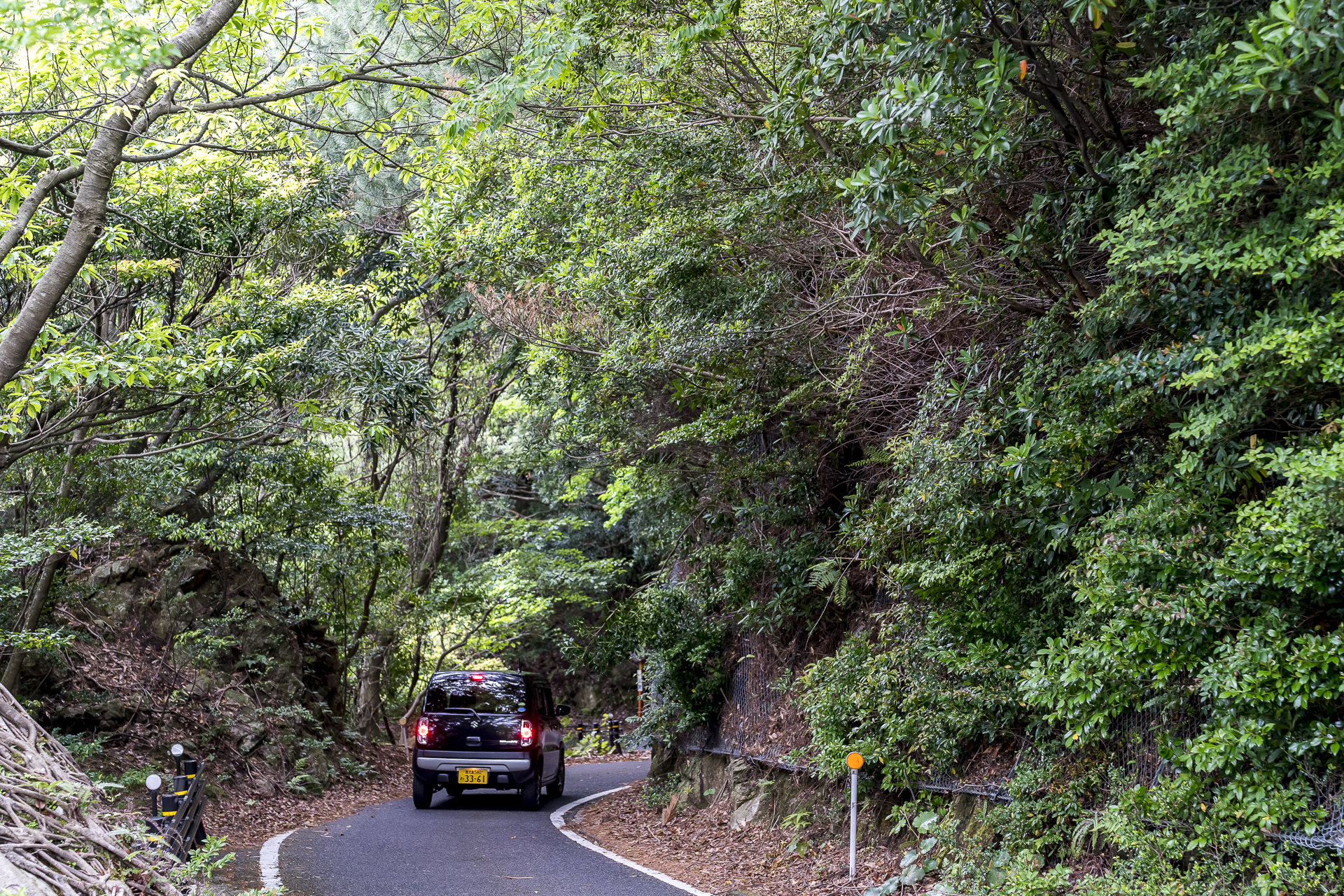 Westküste Yakushima Seibu Rindo Forest Drive