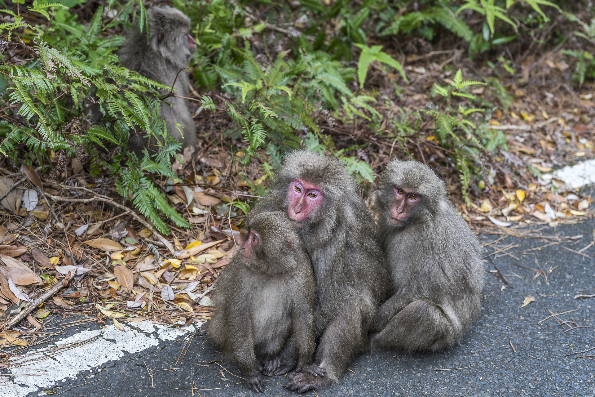 Affen auf Yakushima