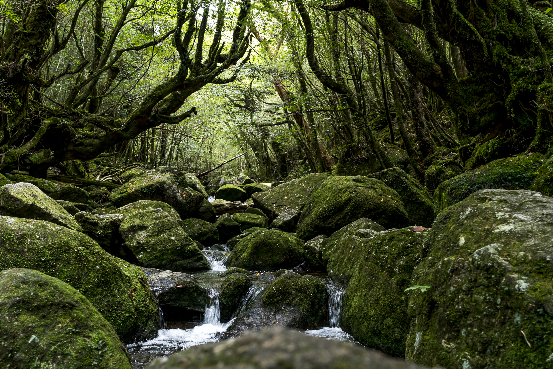 Yakushima Moss covered Forest