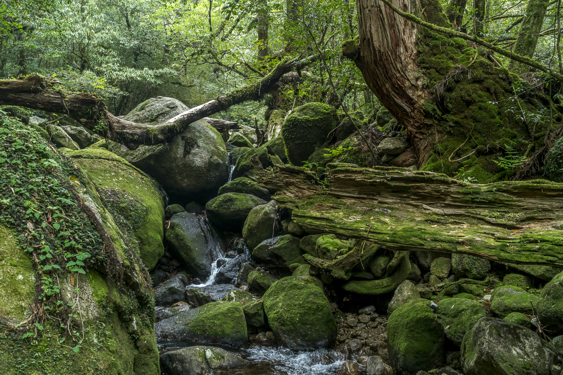 Yakushima Traumwald