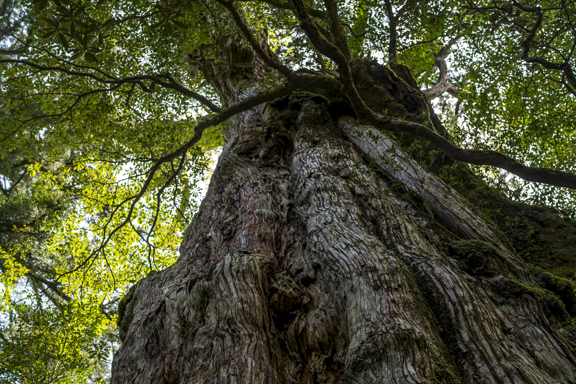 Yakushima Zedernbaum