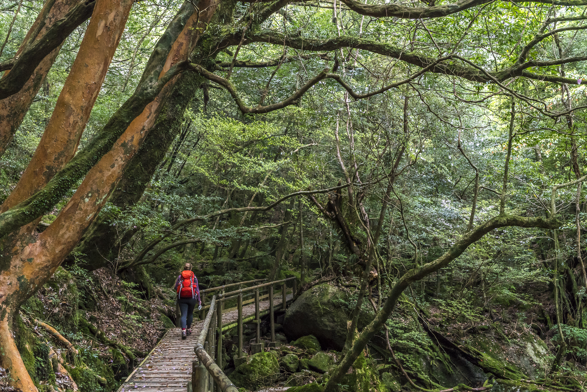 Yayoisugi Cedar Course Yakushima