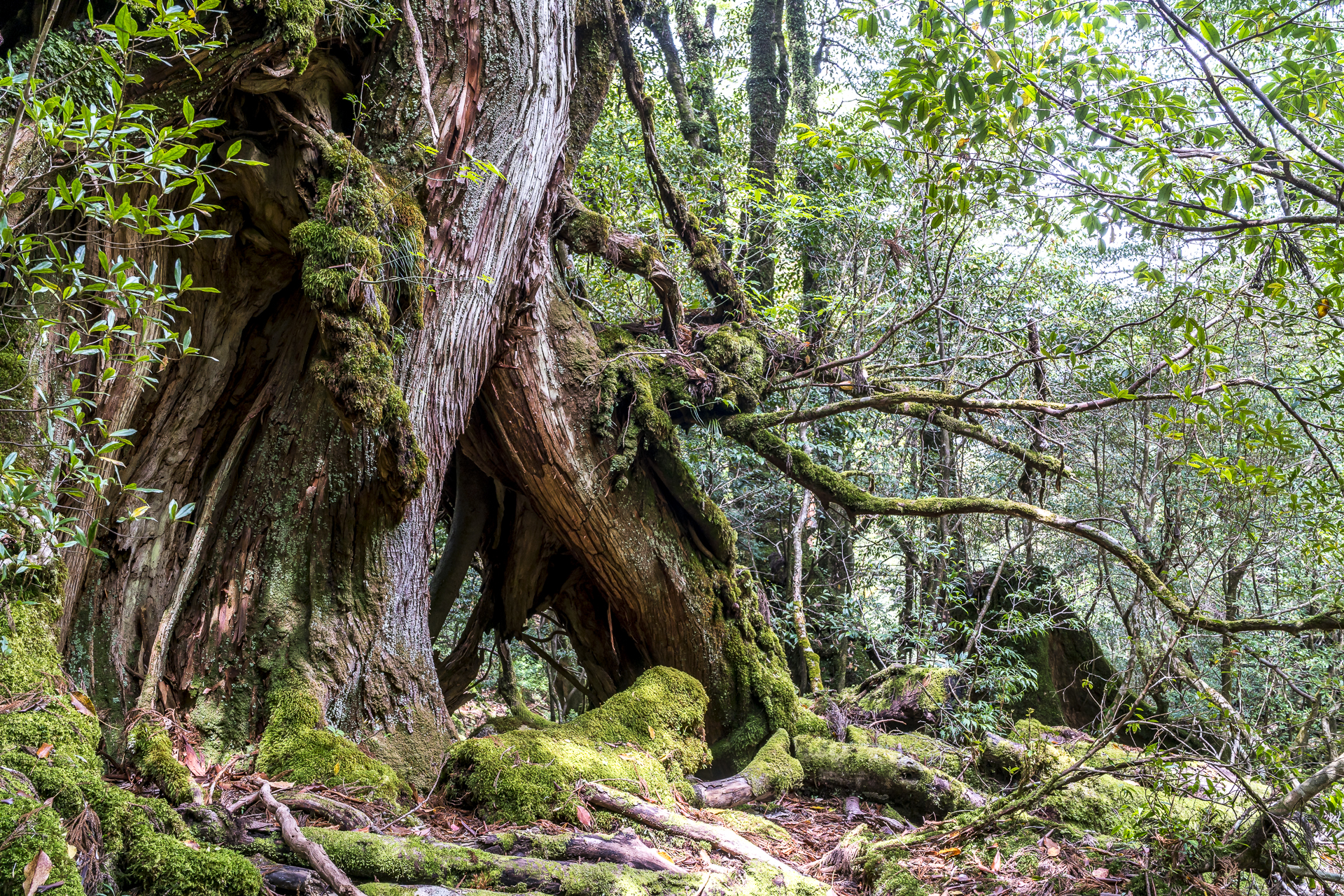 Zedernwald Yakushima
