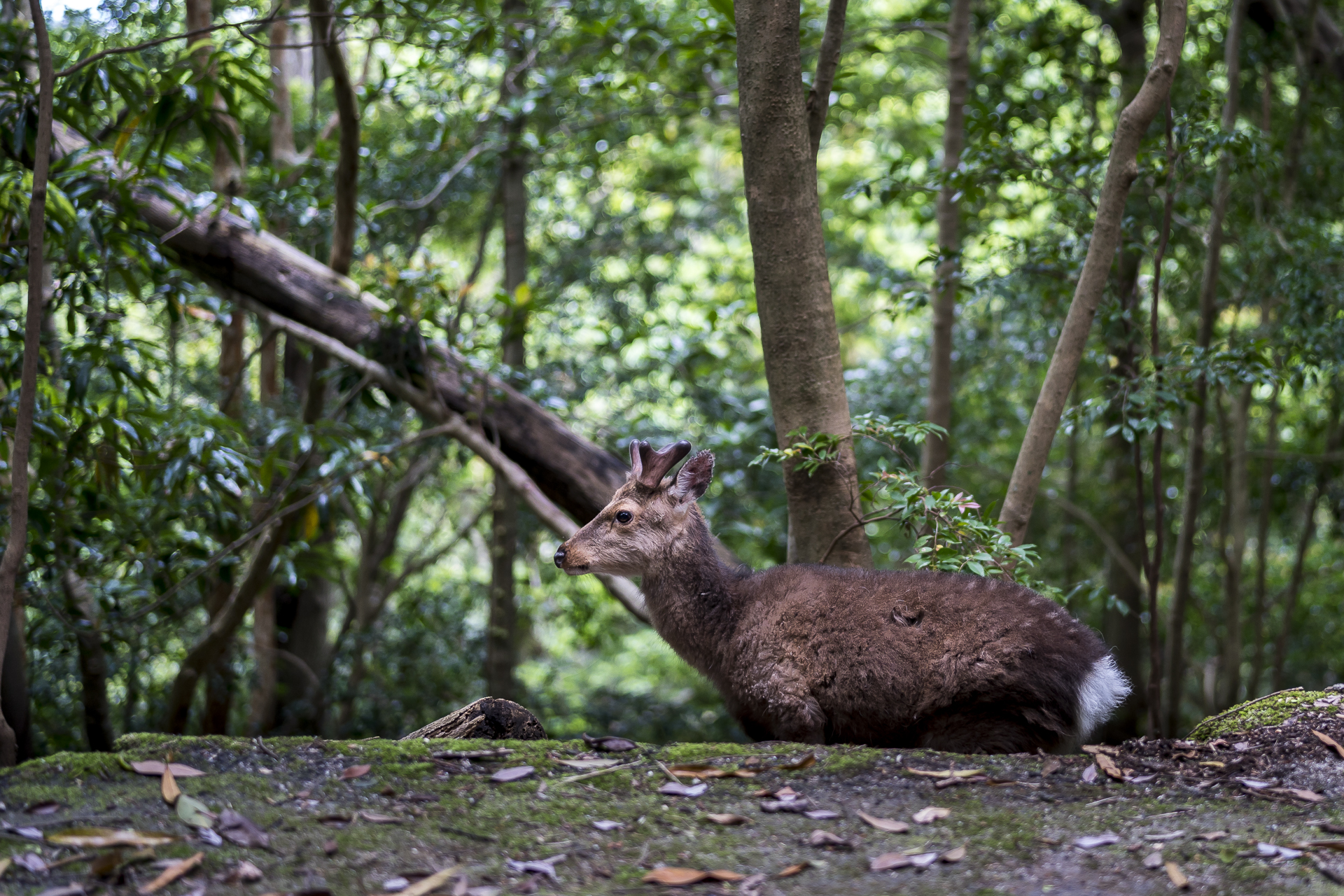Hirsch auf Yakushima