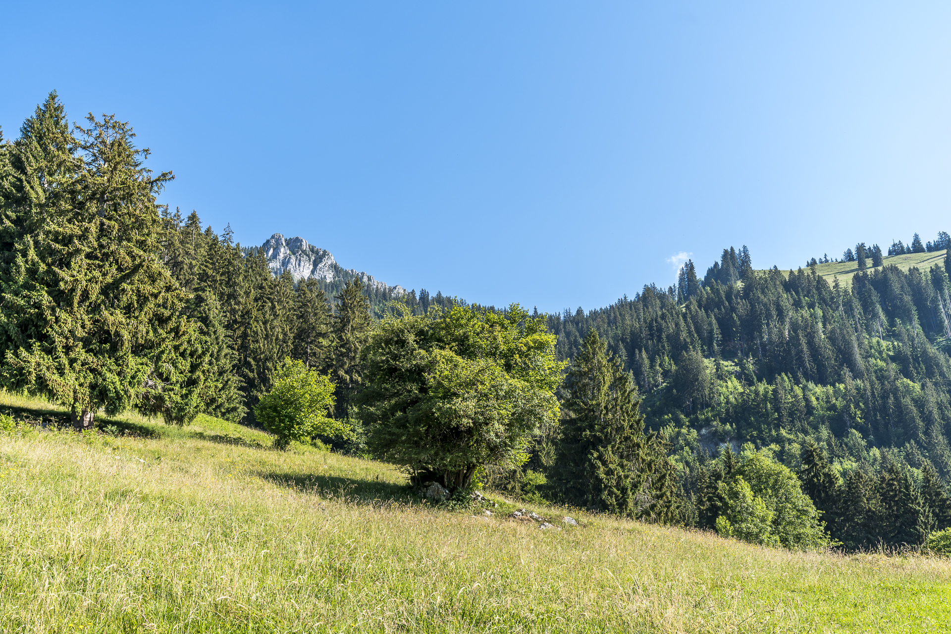 Alpweiden im Simmental