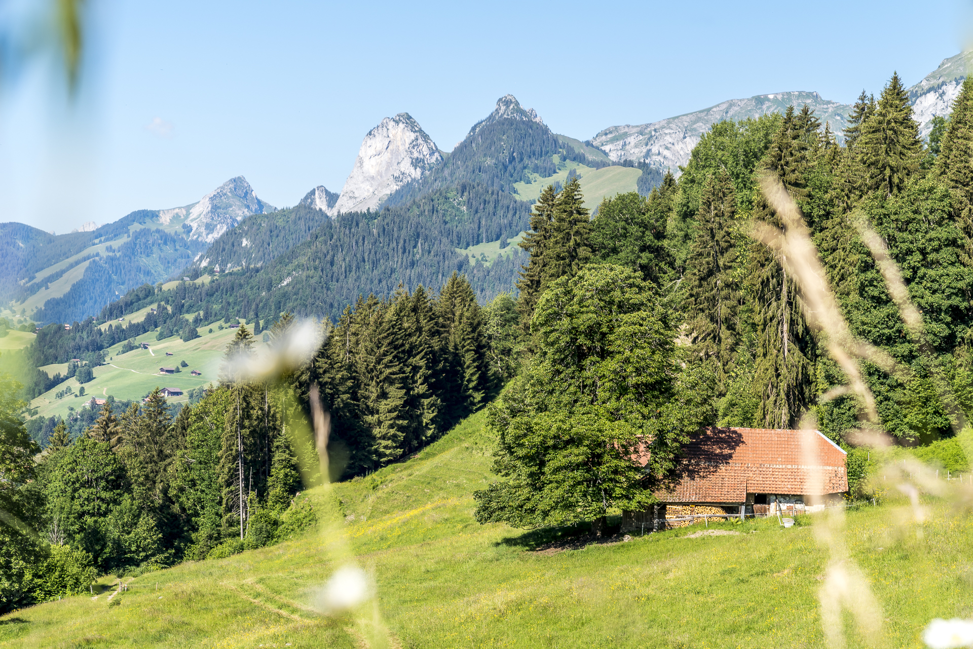 Halti im Simmental