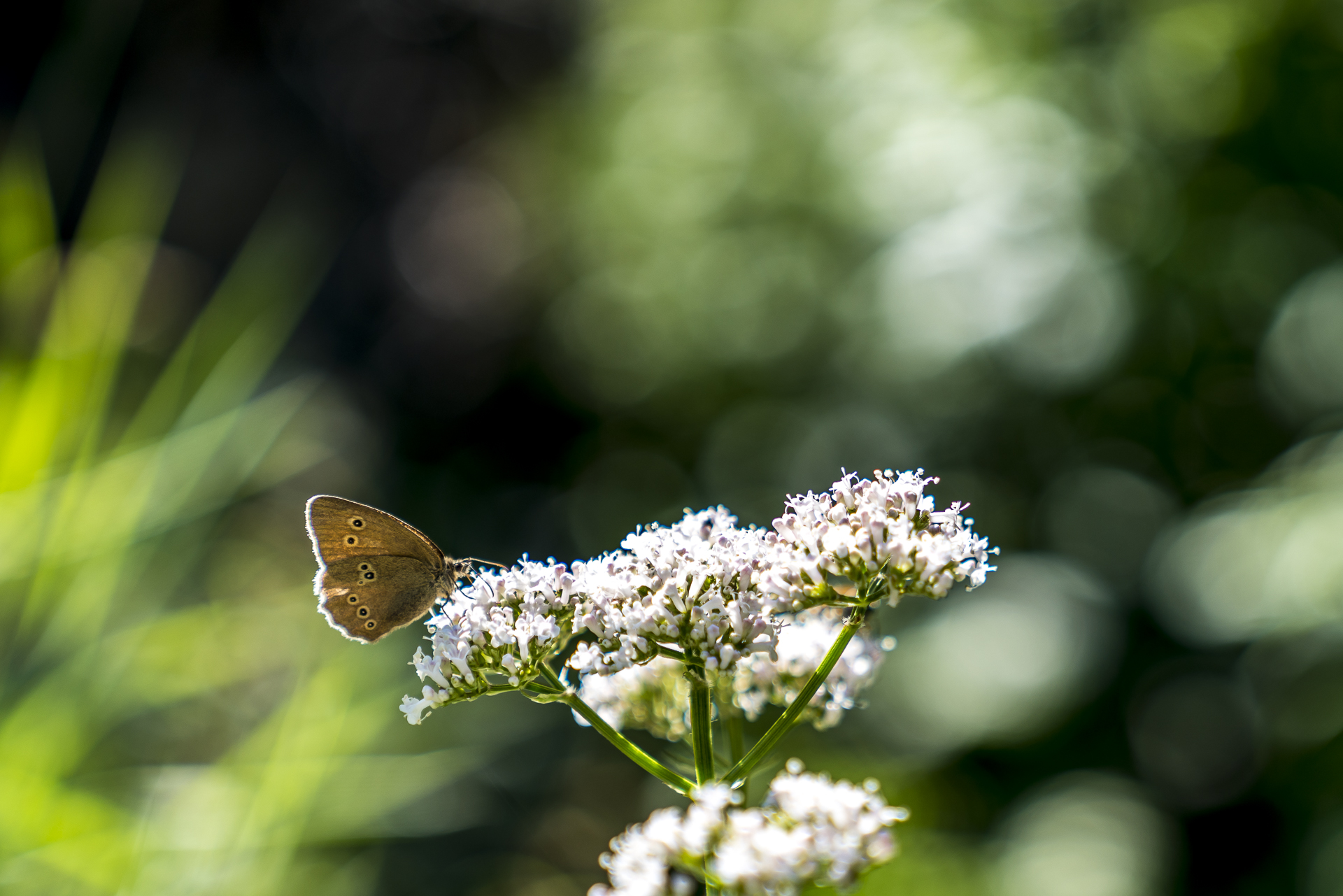 Schmetterlin auf Blume