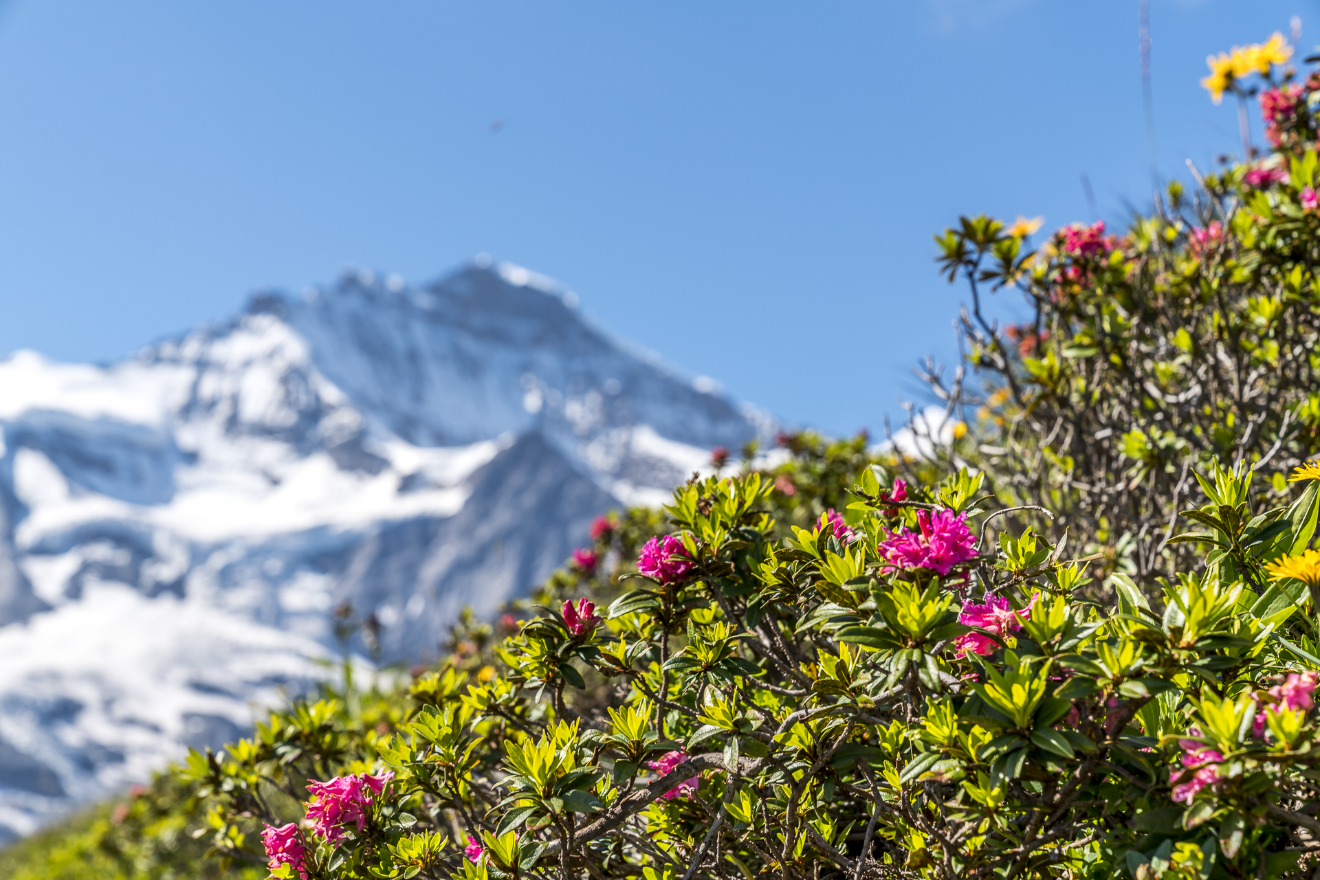 Alpenrose Jungfrau