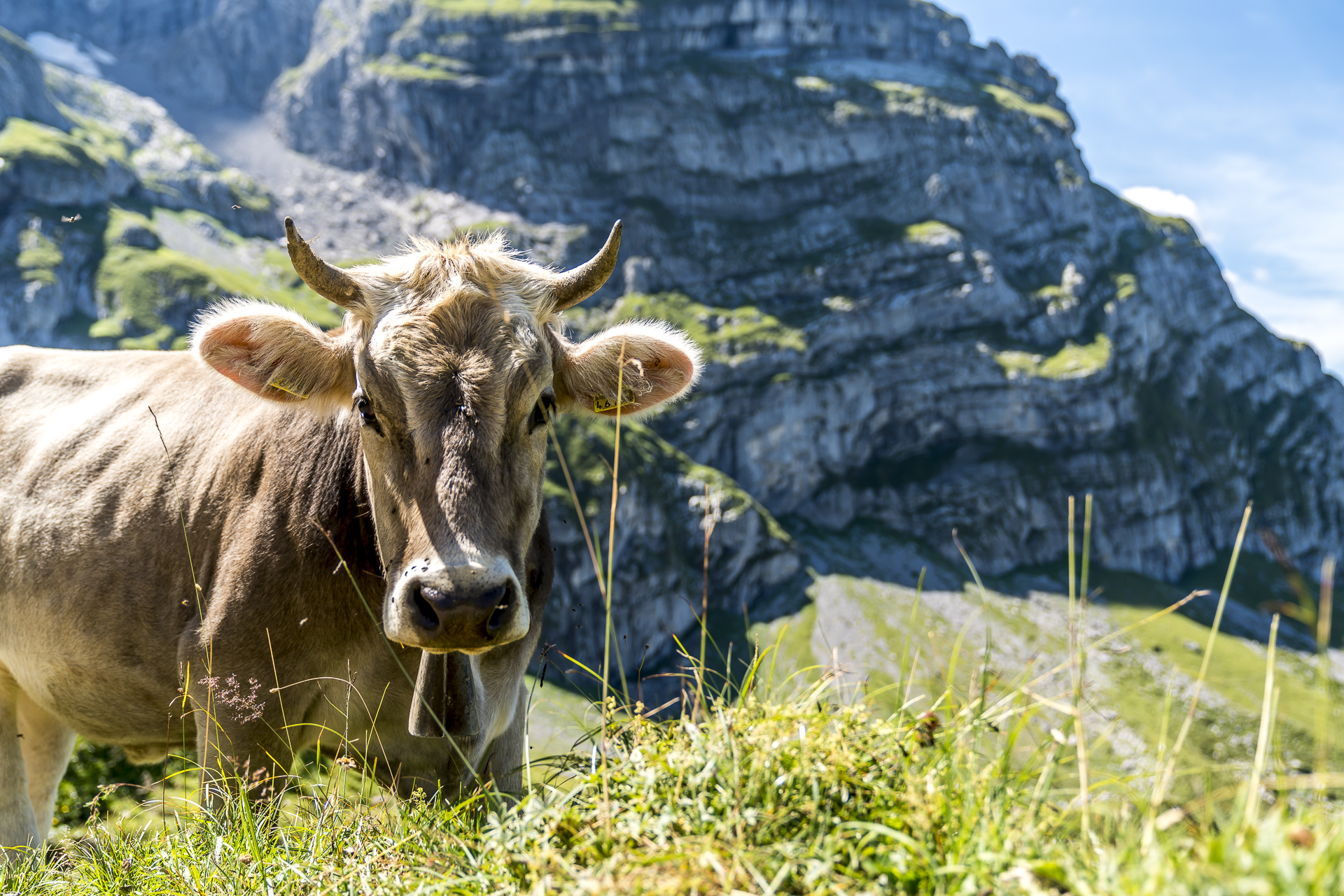 Alpweiden in Engelberg