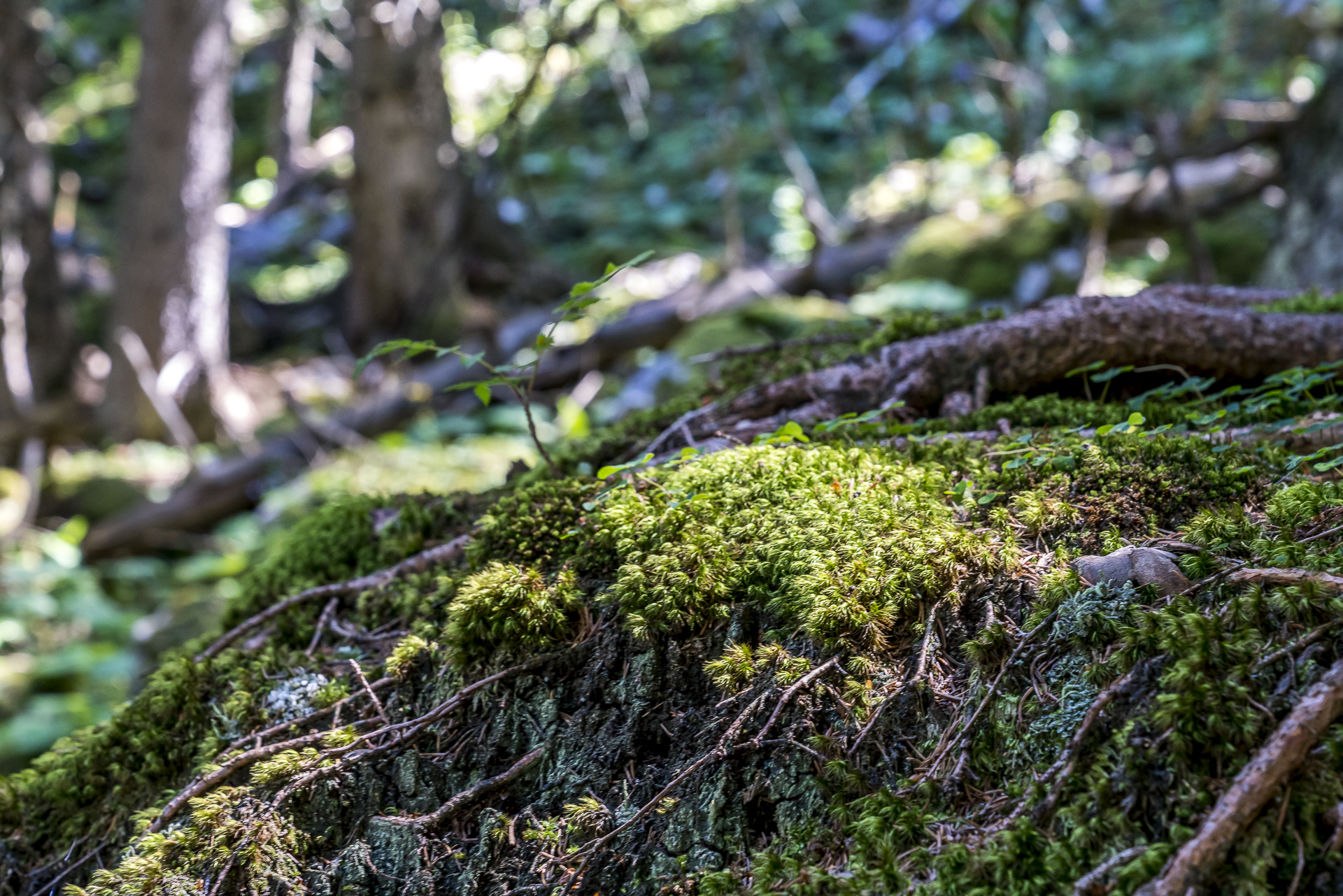 Detailaufnahme von Waldmoss