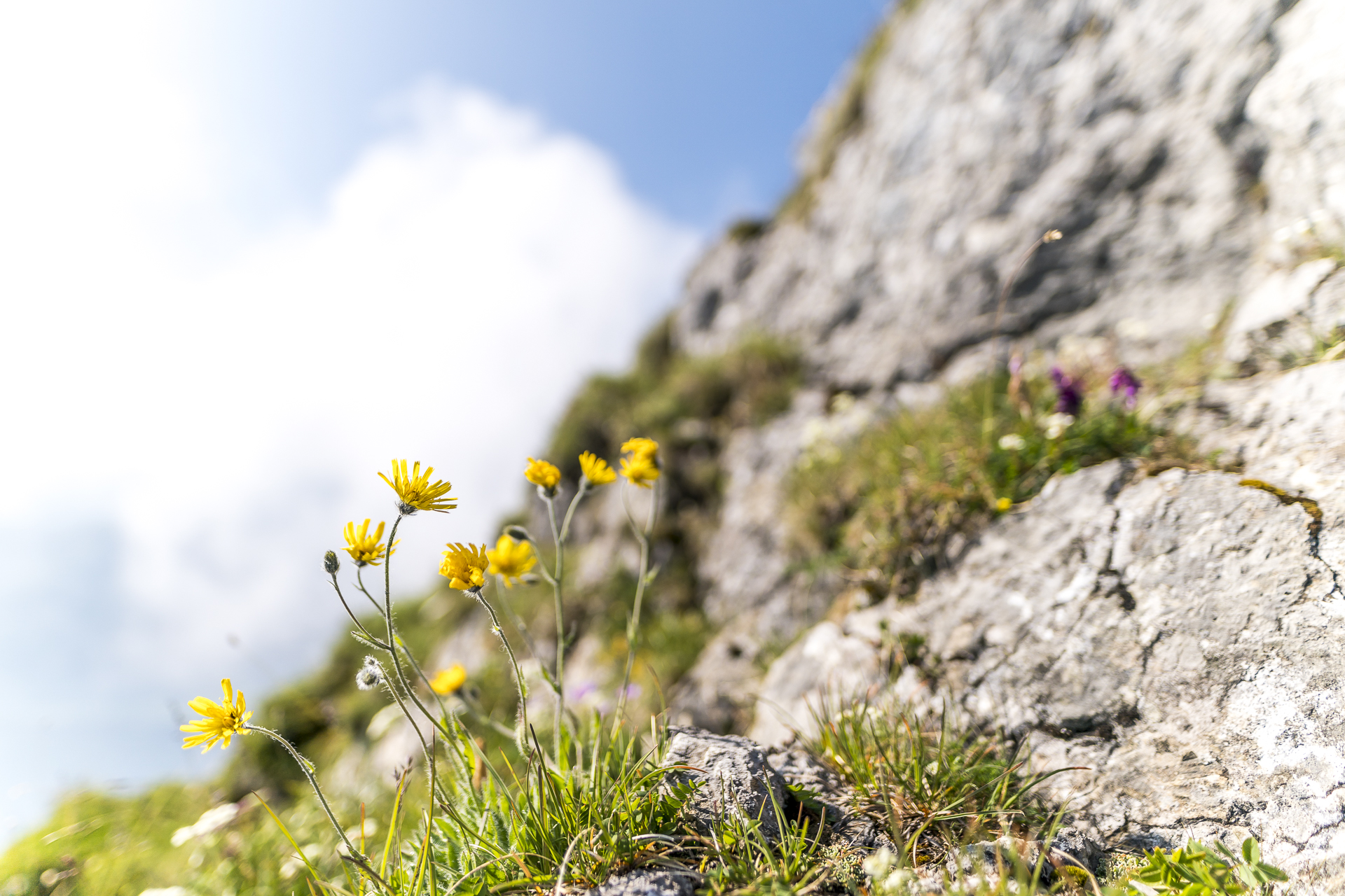 Pilatus Blumenpfad