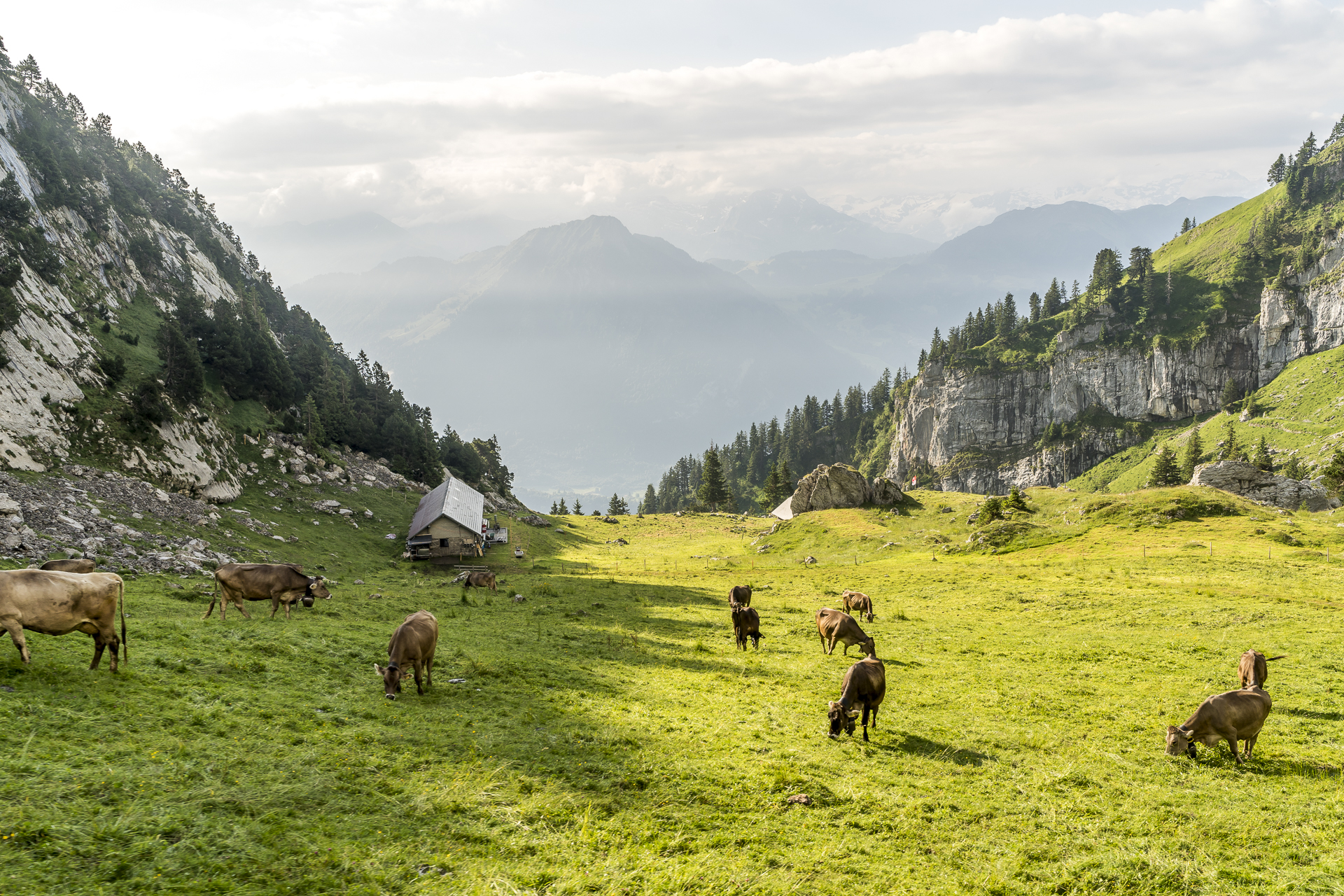 Pilatus Alpweiden