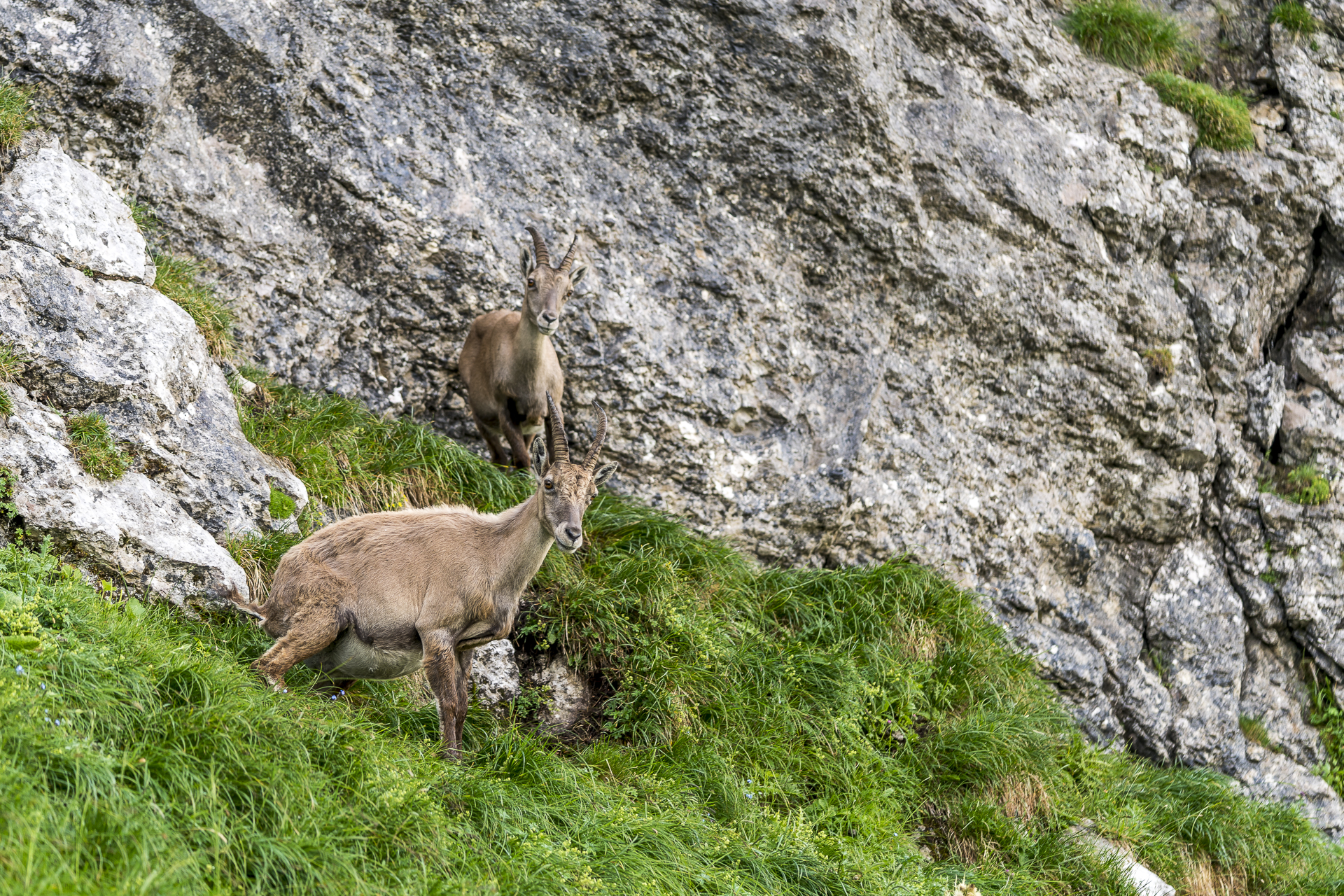 Steinbock am Pilatus