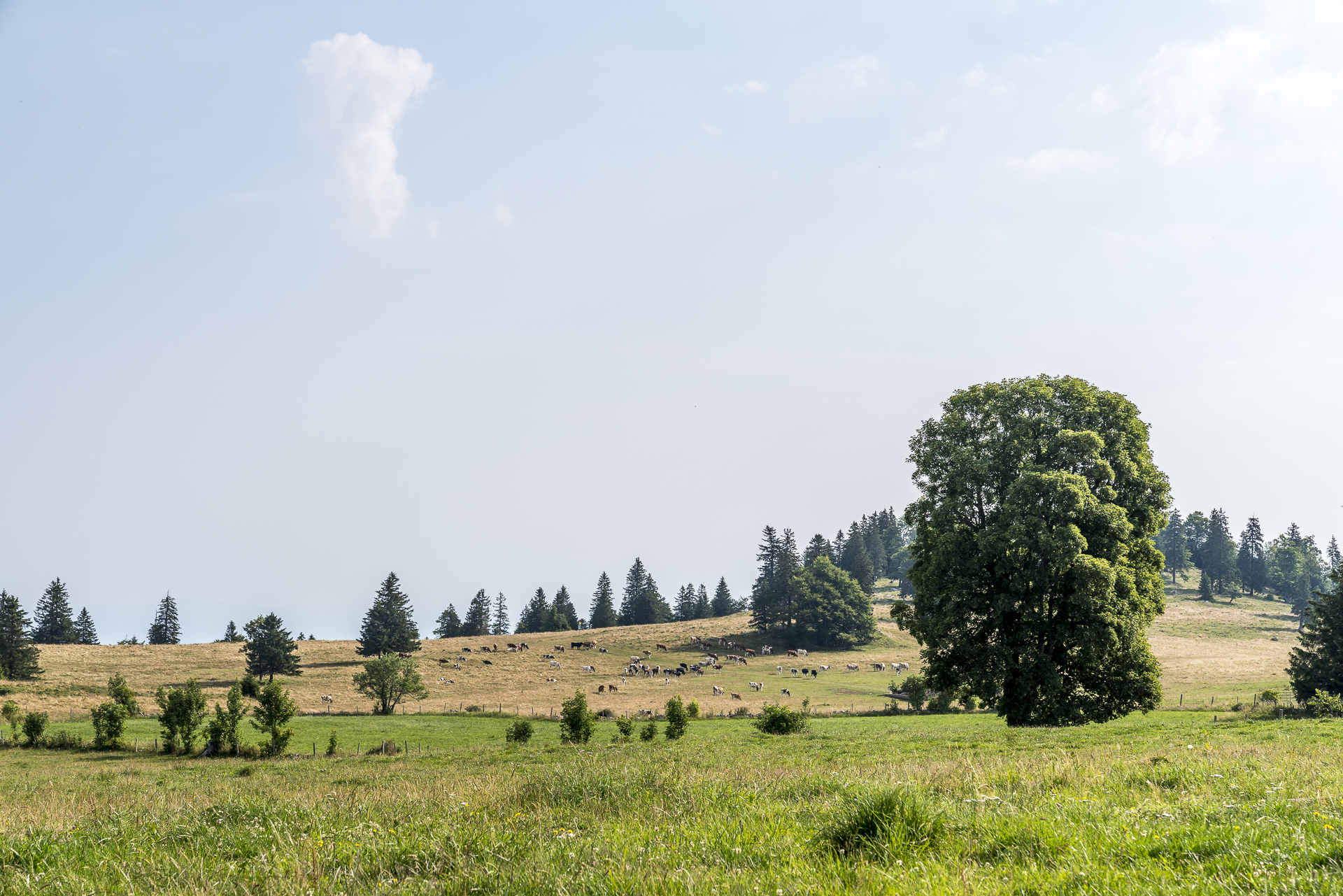 Alpweiden Raimeux Grandval