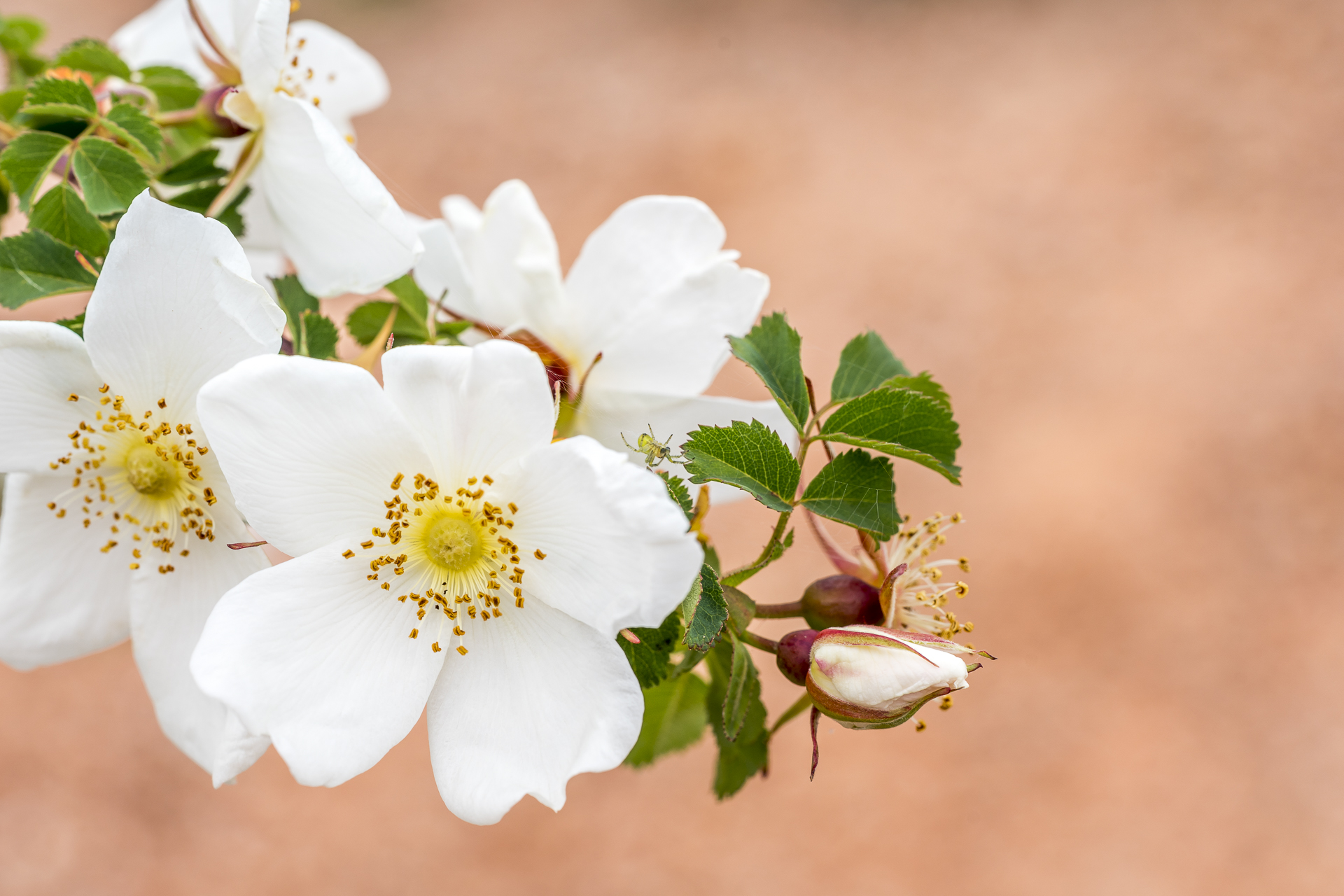 Blüten in Kirgistan