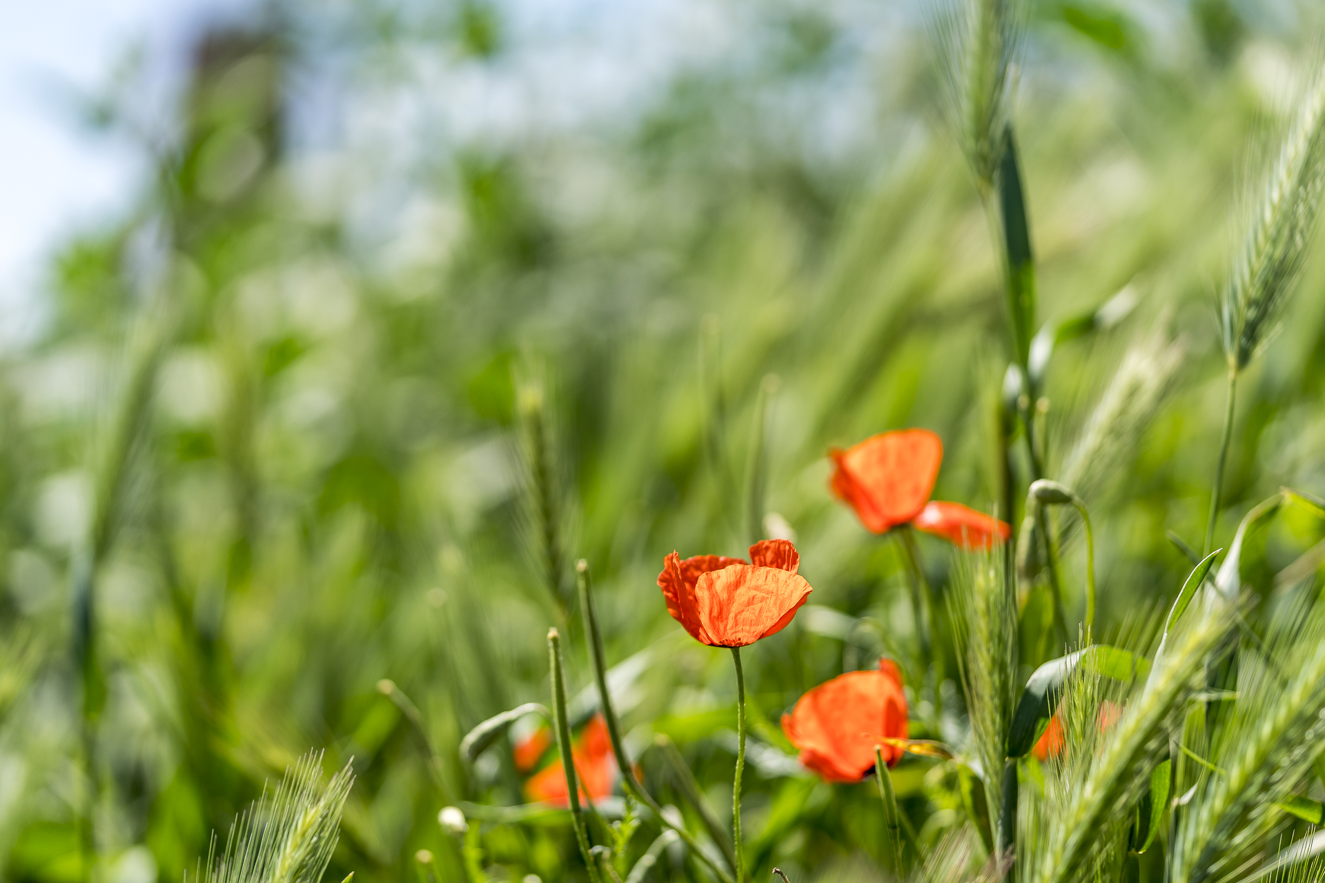 Kirgistan Mohn