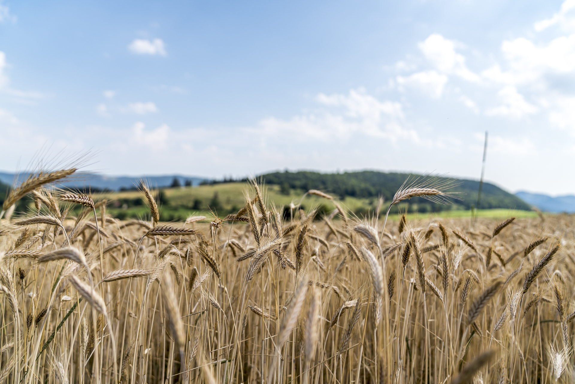 Kornfelder im Jura Rebeuvelier