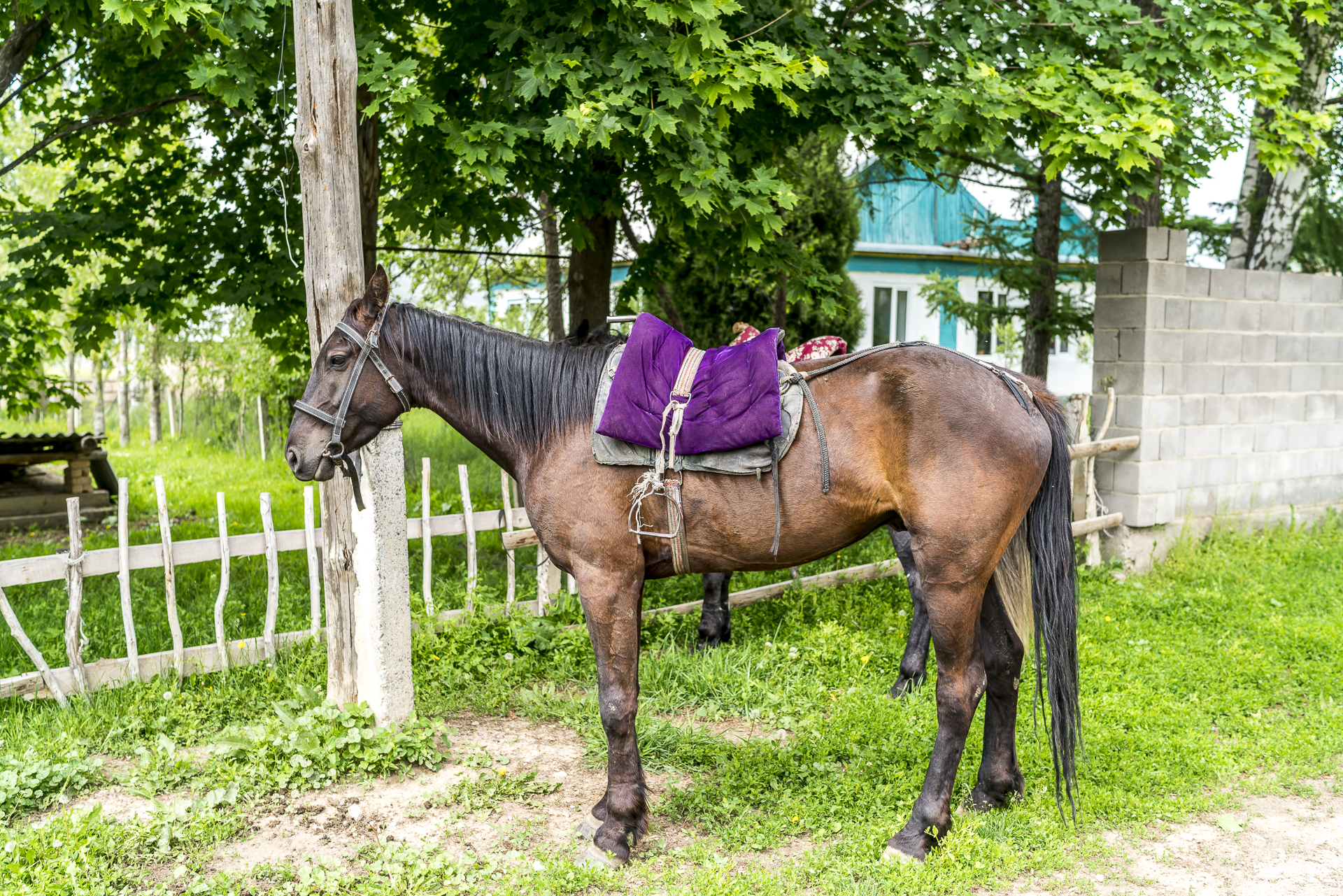 Reiten im Chon Kemin Tal