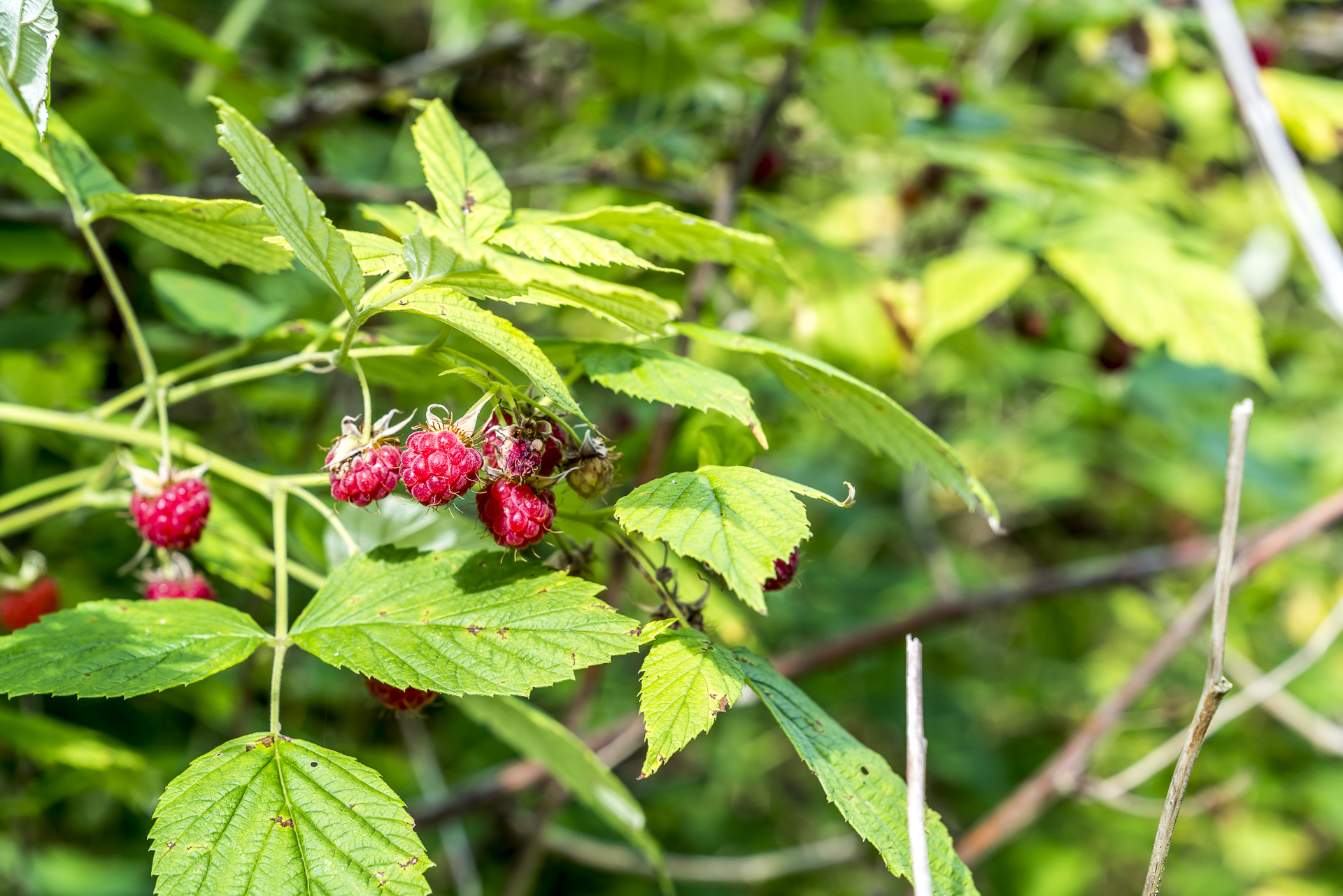 Waldhimbeeren