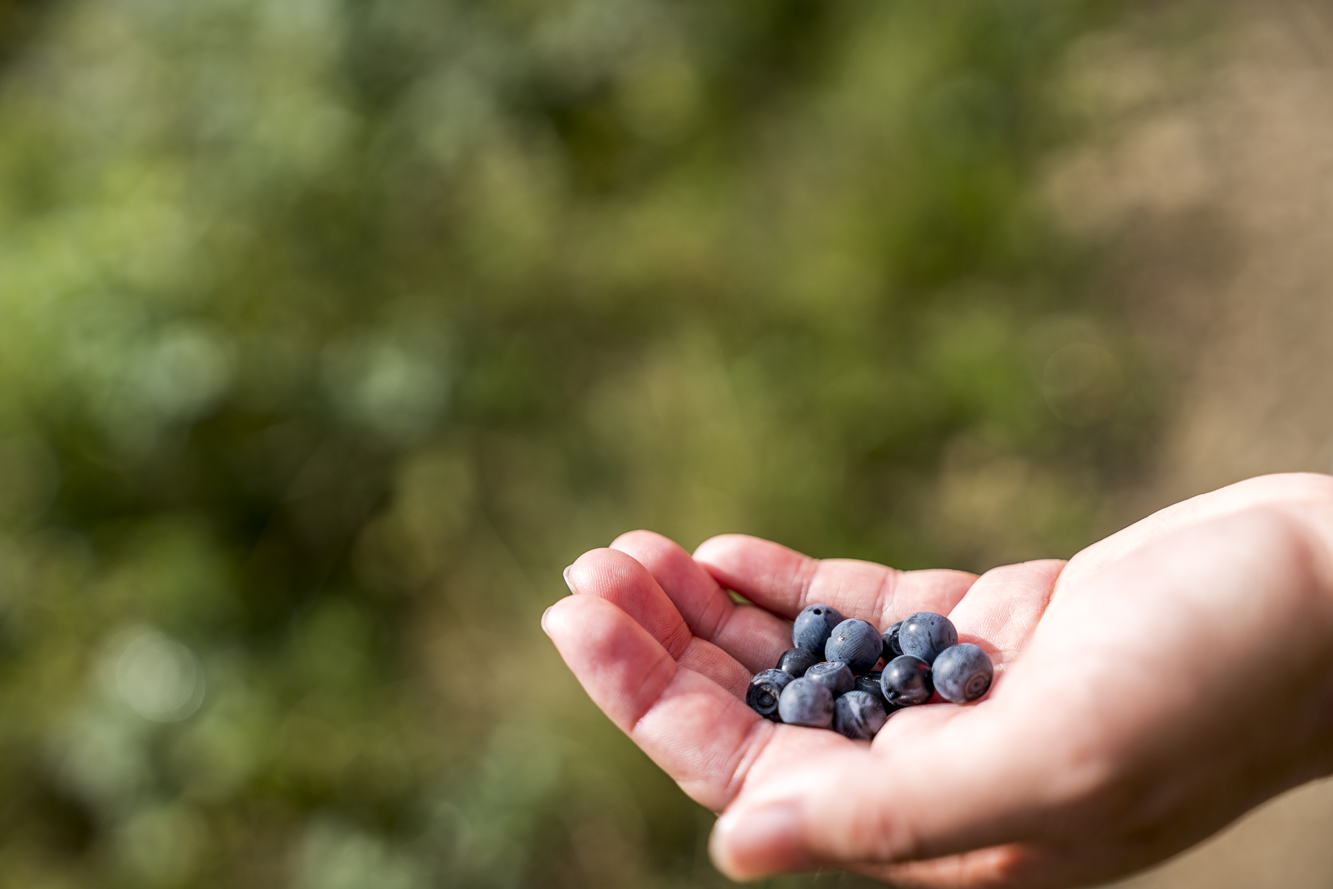 Heidelbeeren naschen