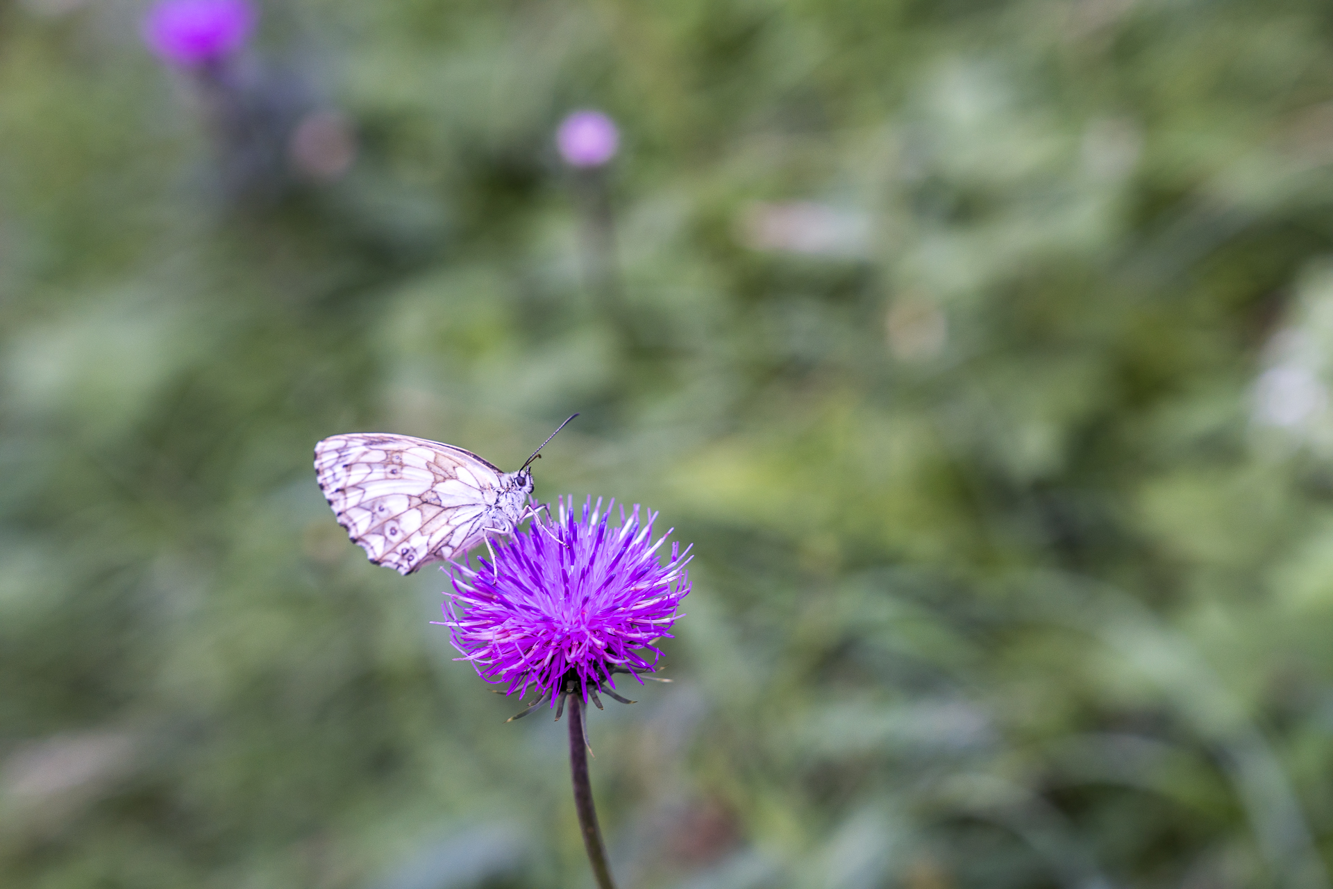 Schmetterling auf Blume