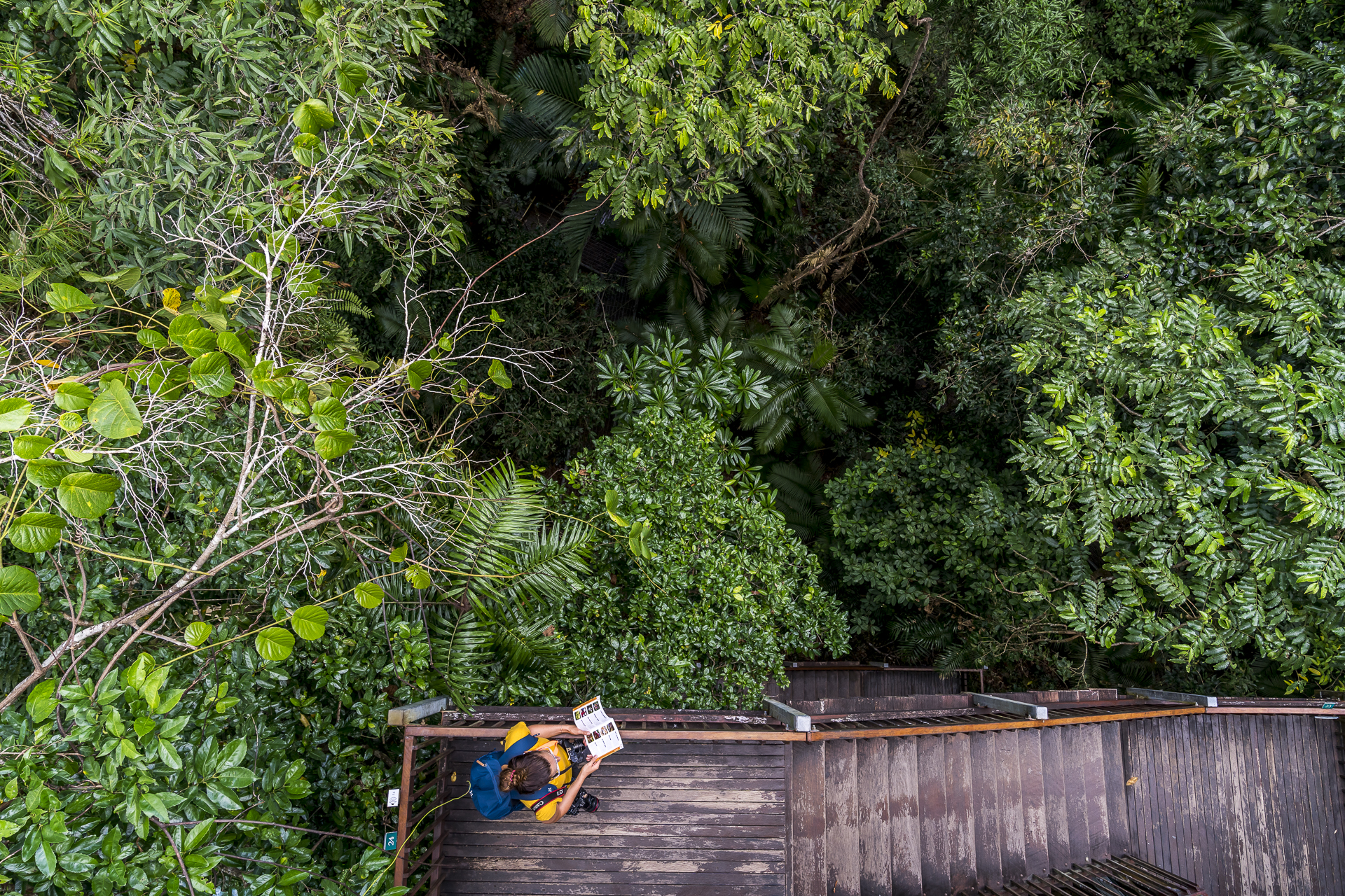 Daintree Canopy Walk