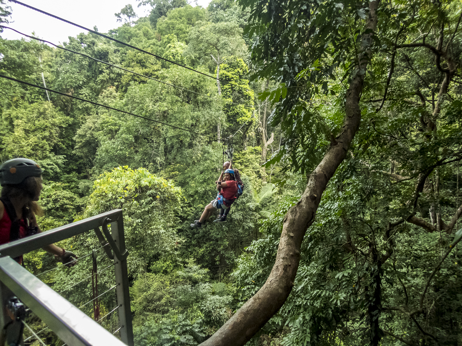 Daintree Canopy Tours