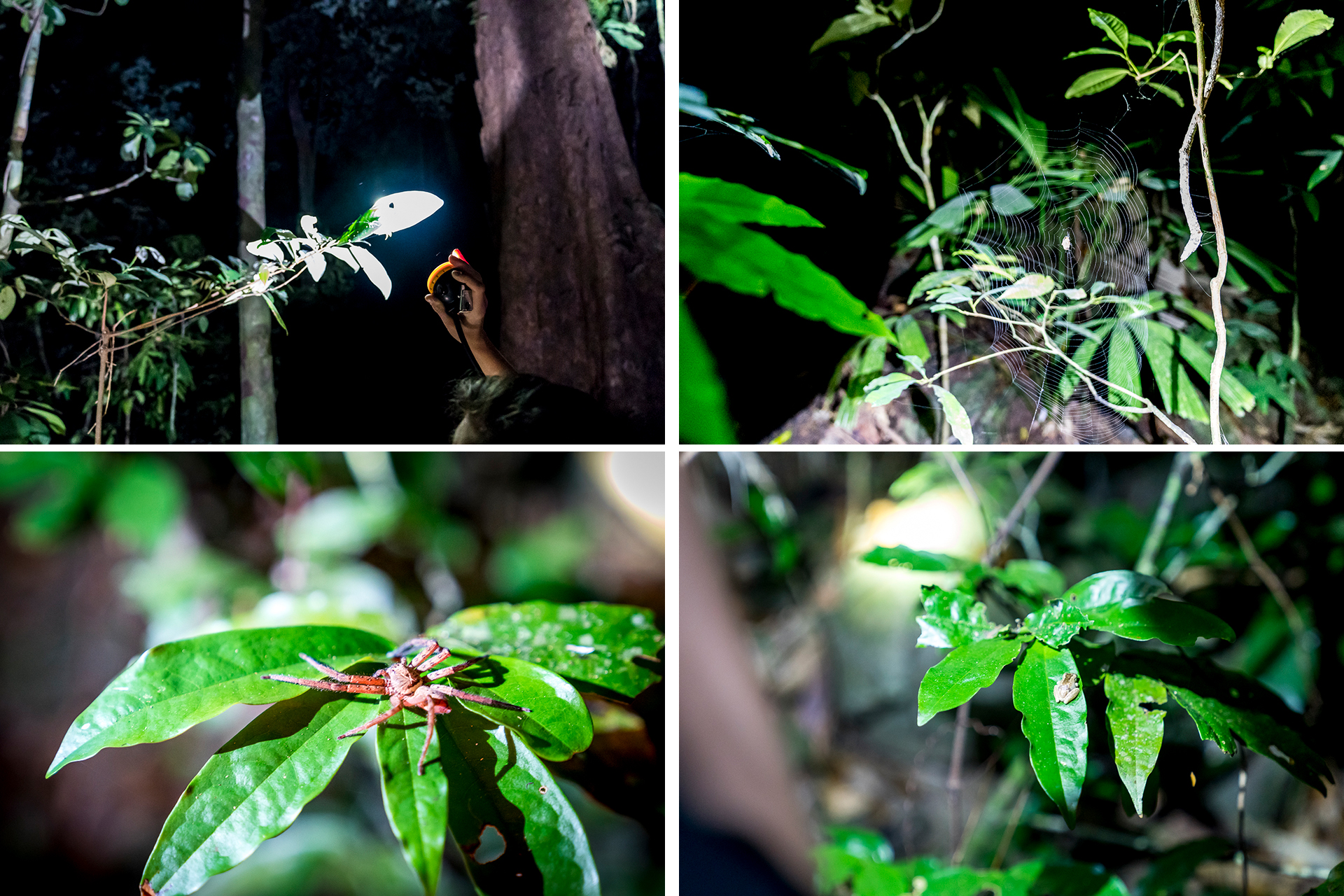 Daintree Nightwalk