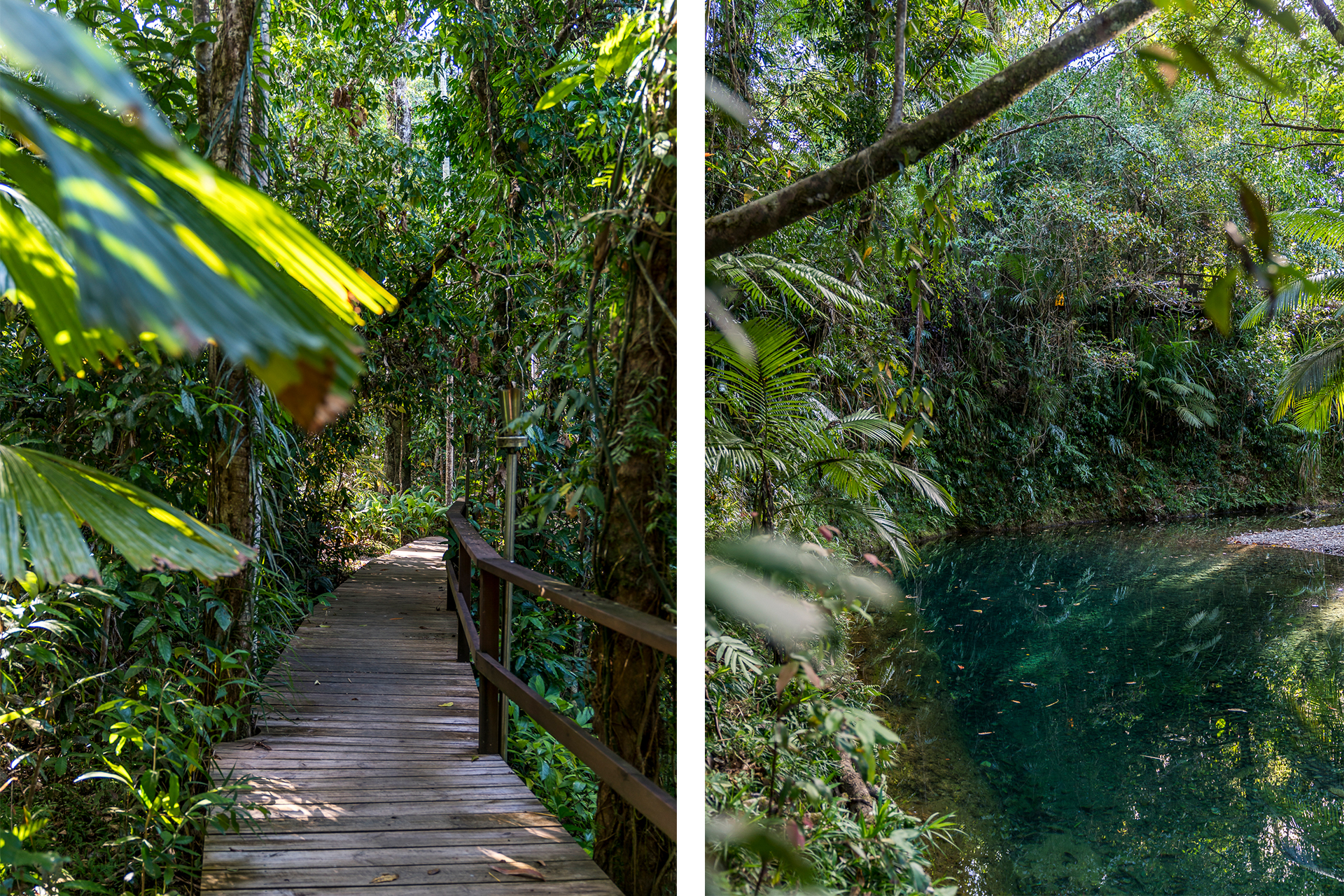 Daintree Regenwald