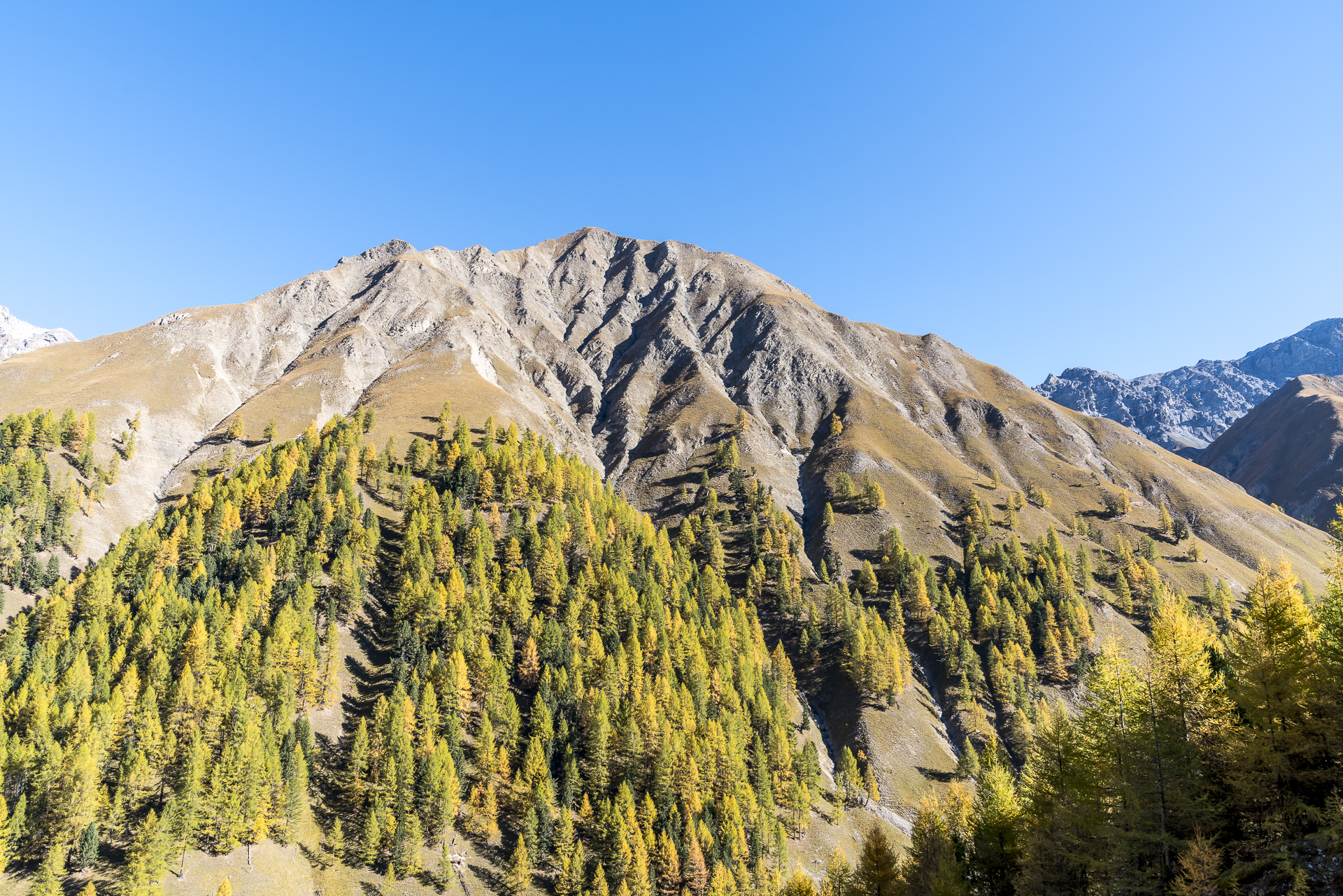 Herbstfärbung Val Trupchun