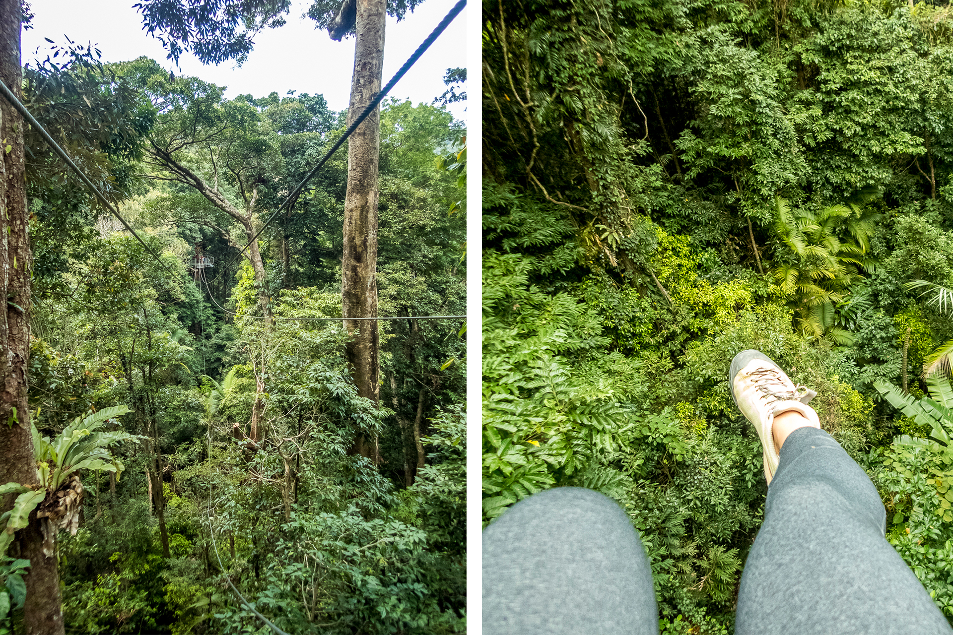 Jungle Surfing Daintree Nationalpark