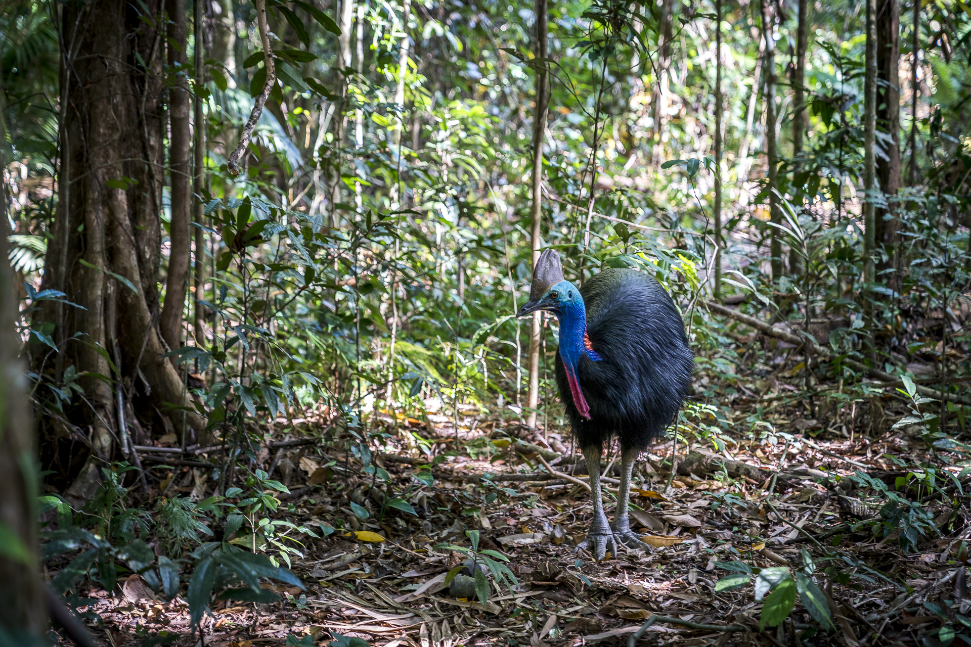 Kasuar im Daintree Regenwald