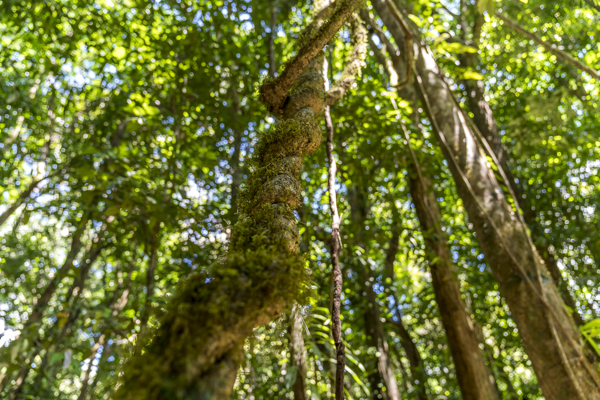 Mossman Gorge Centre Regenwald