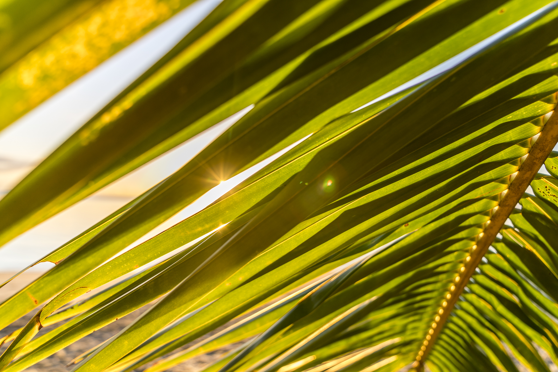 Palmen in Port Douglas