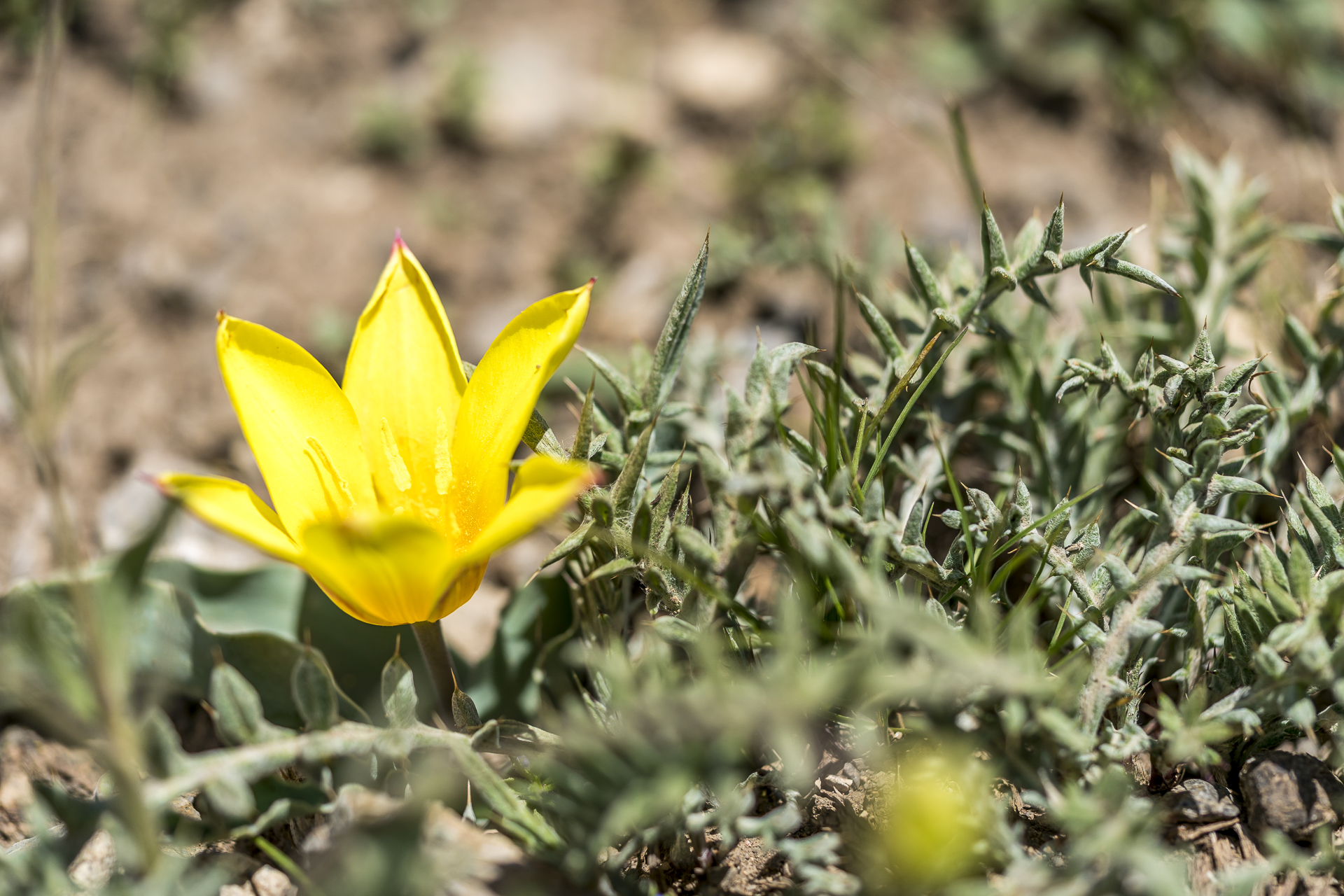 Tulpen Vegetation im Chimgan Gebirge