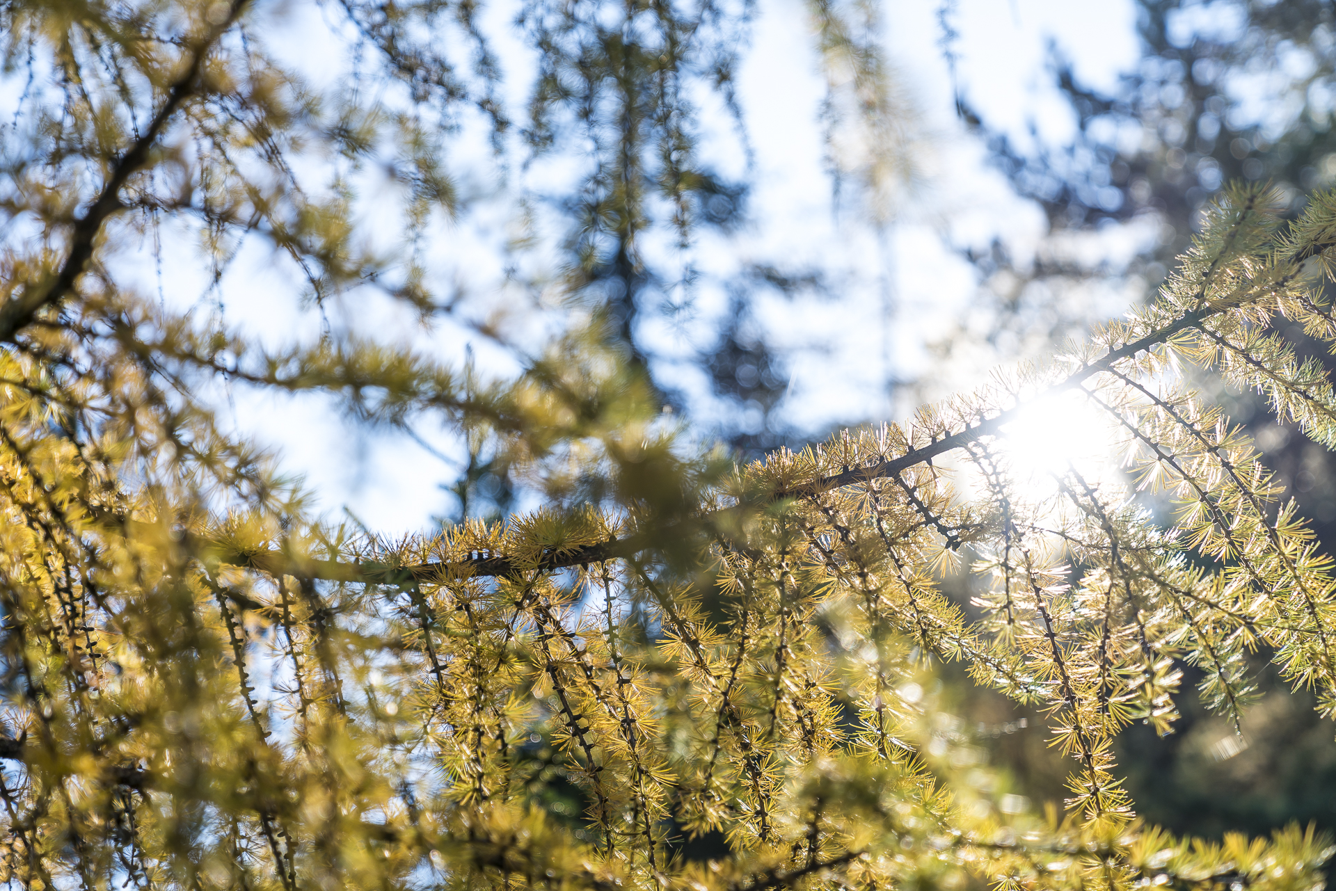 Lärchen im Herbst