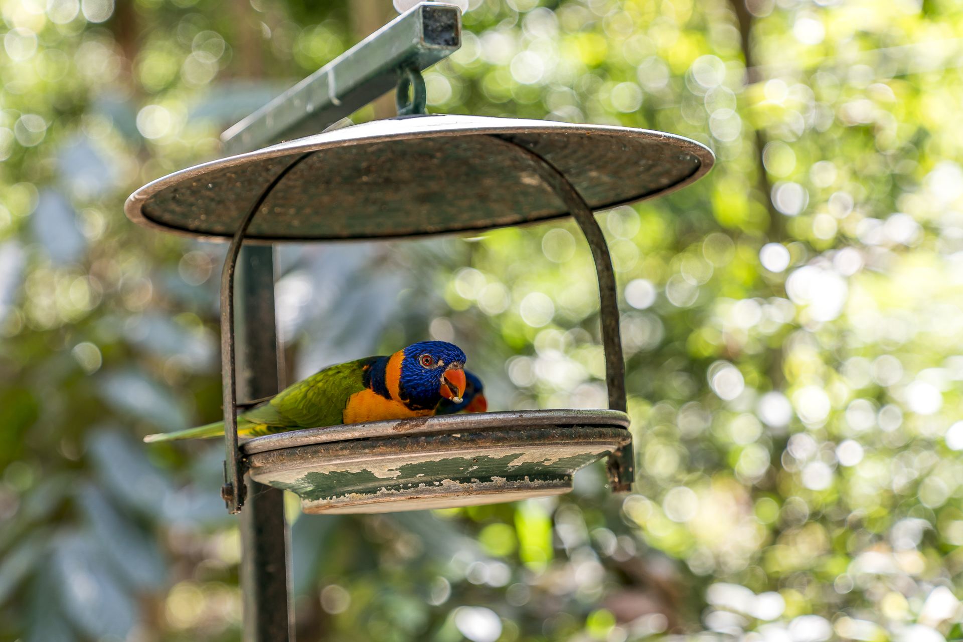 Wildlife Habitat Port Douglas