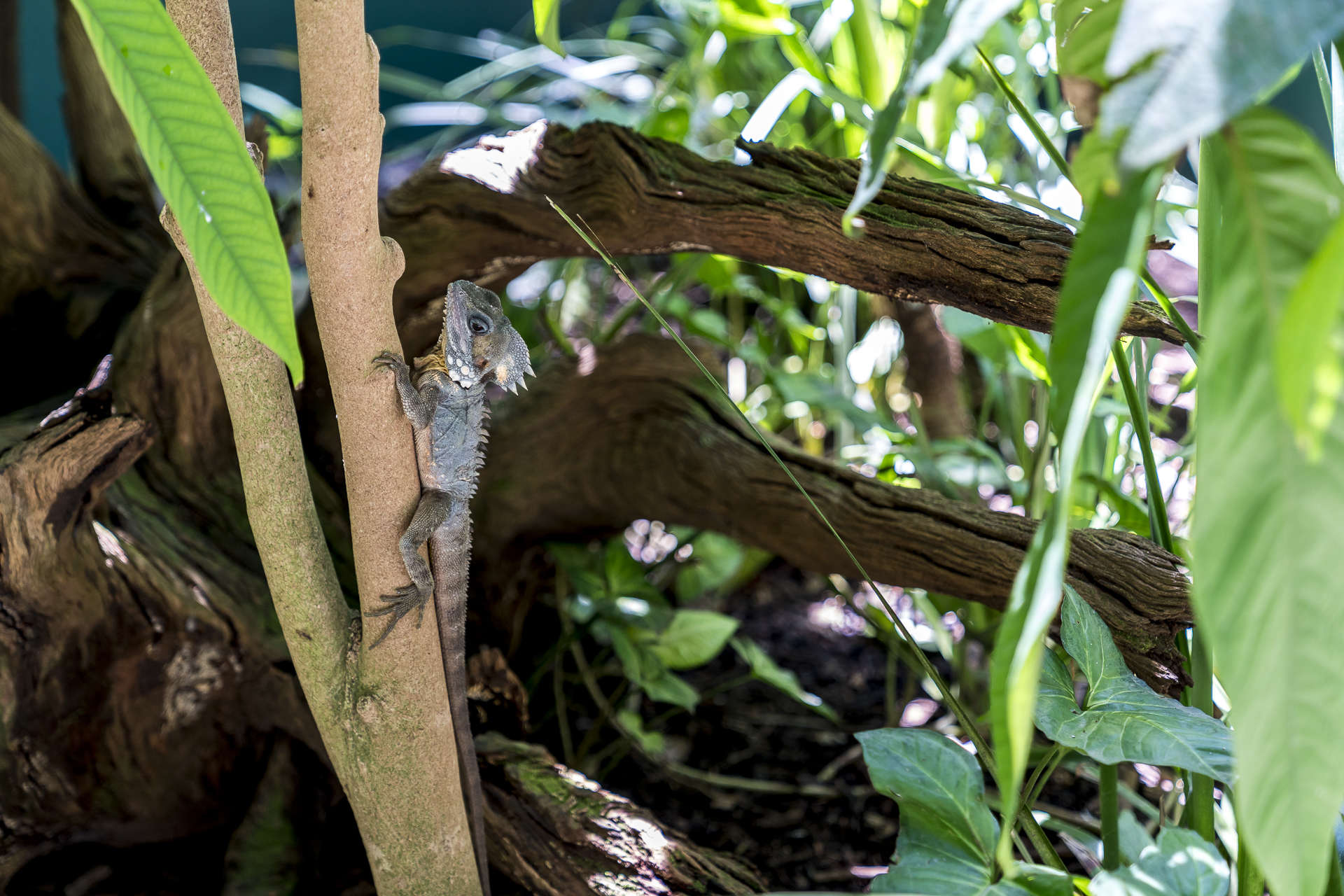 Tiere im Wildlife Habitat