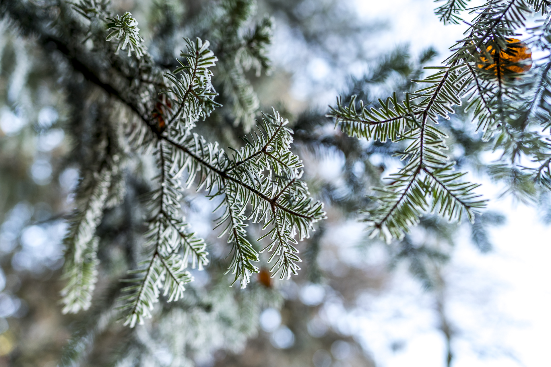 Frost Detailaufnahme