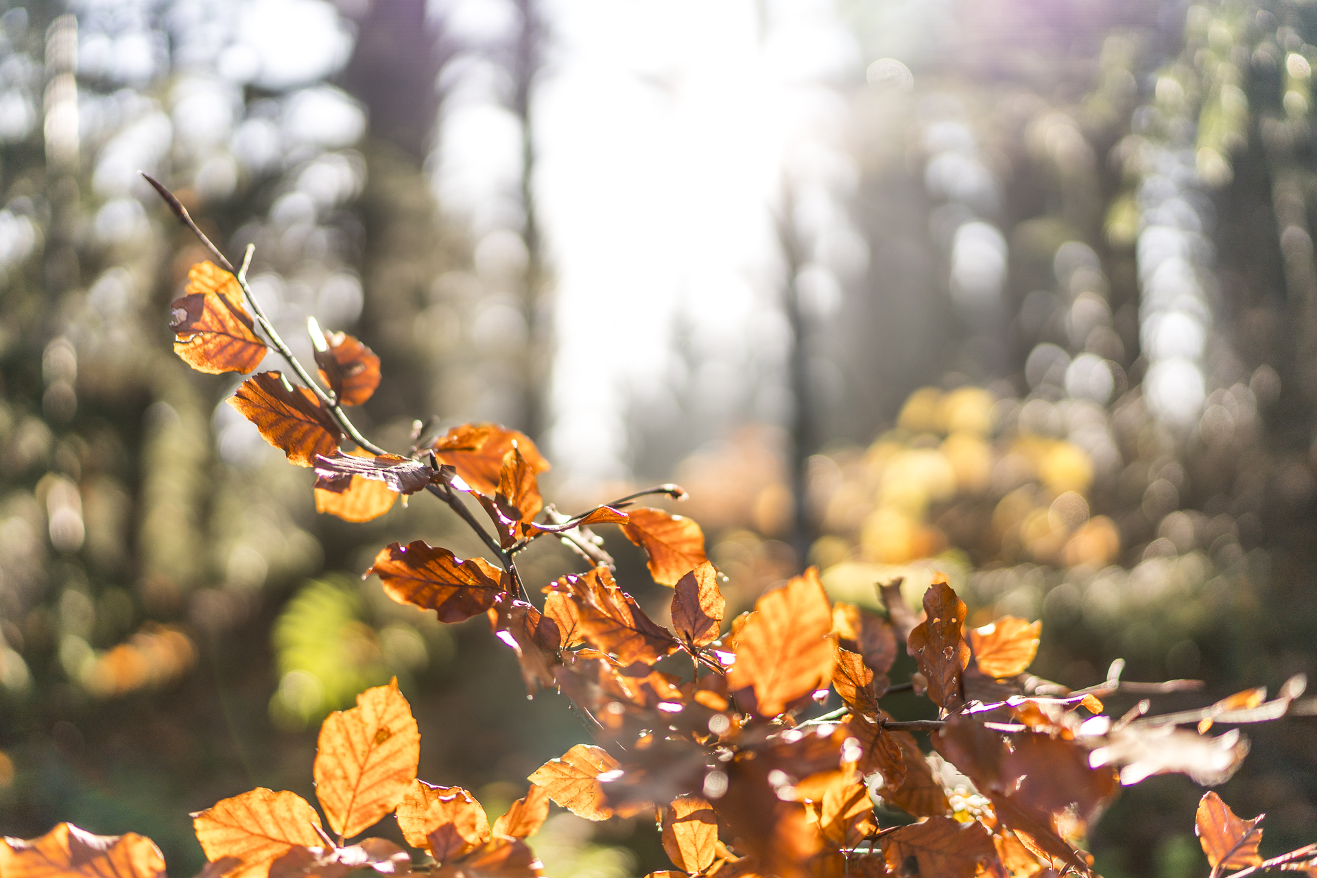 Herbst Appenzell Detail