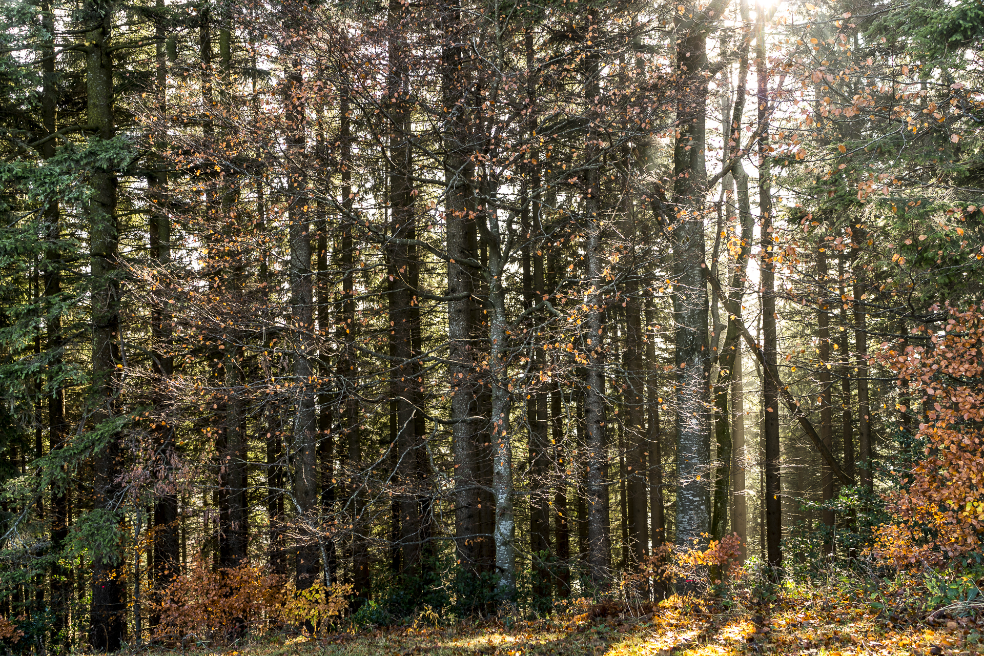Herbstwald