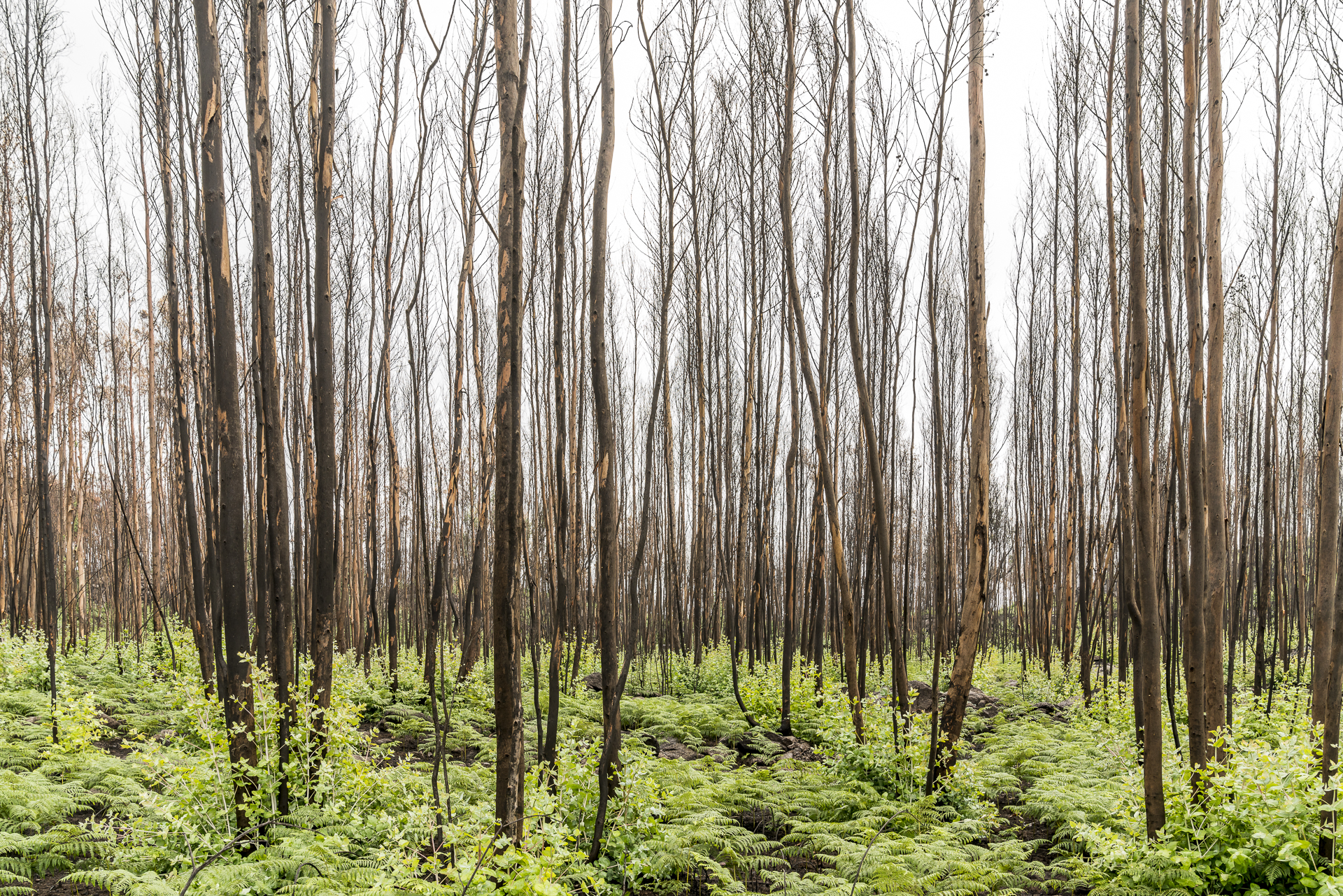 Wald nach Waldbrand in Portugal