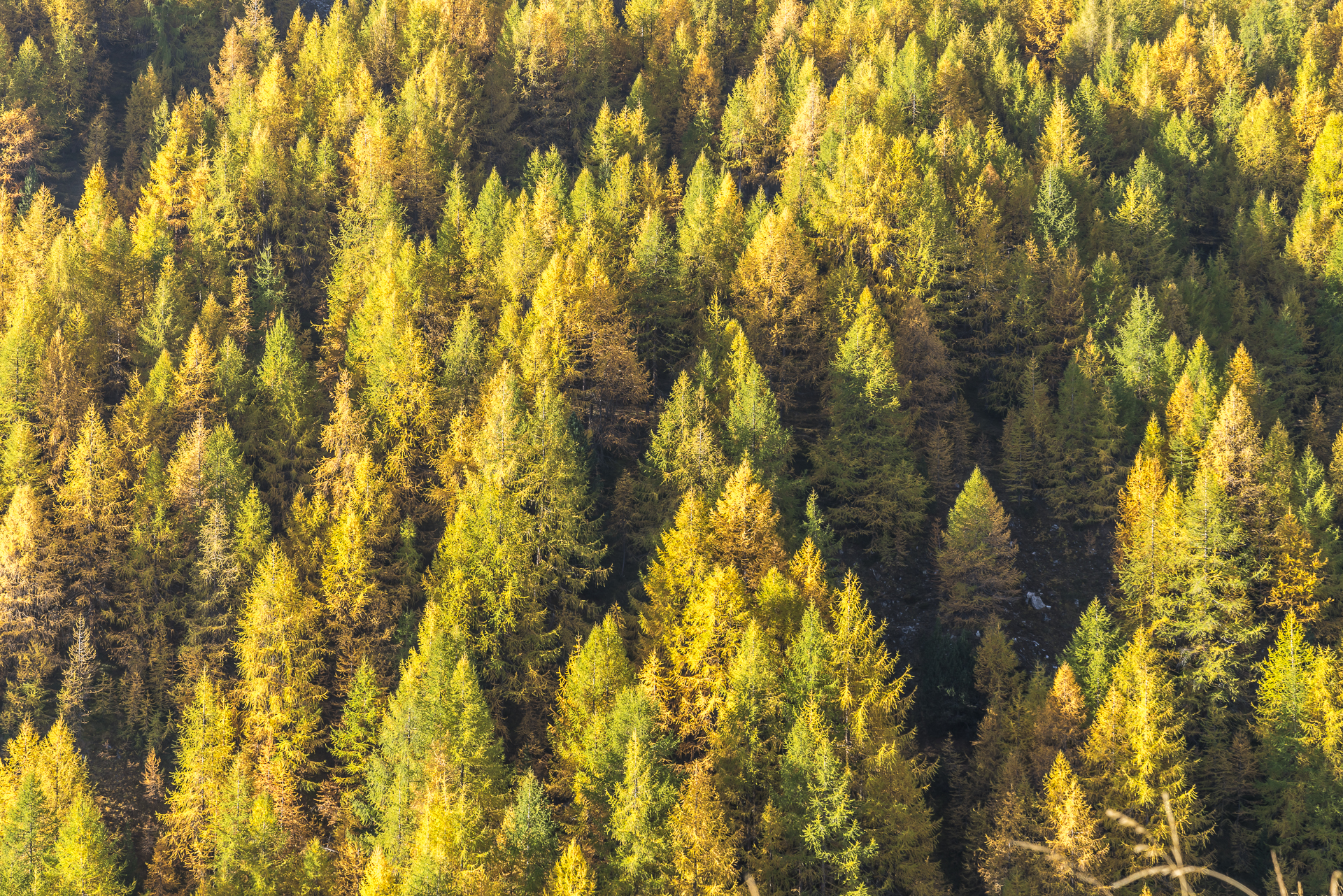 Herbstlärchenwald Engadin