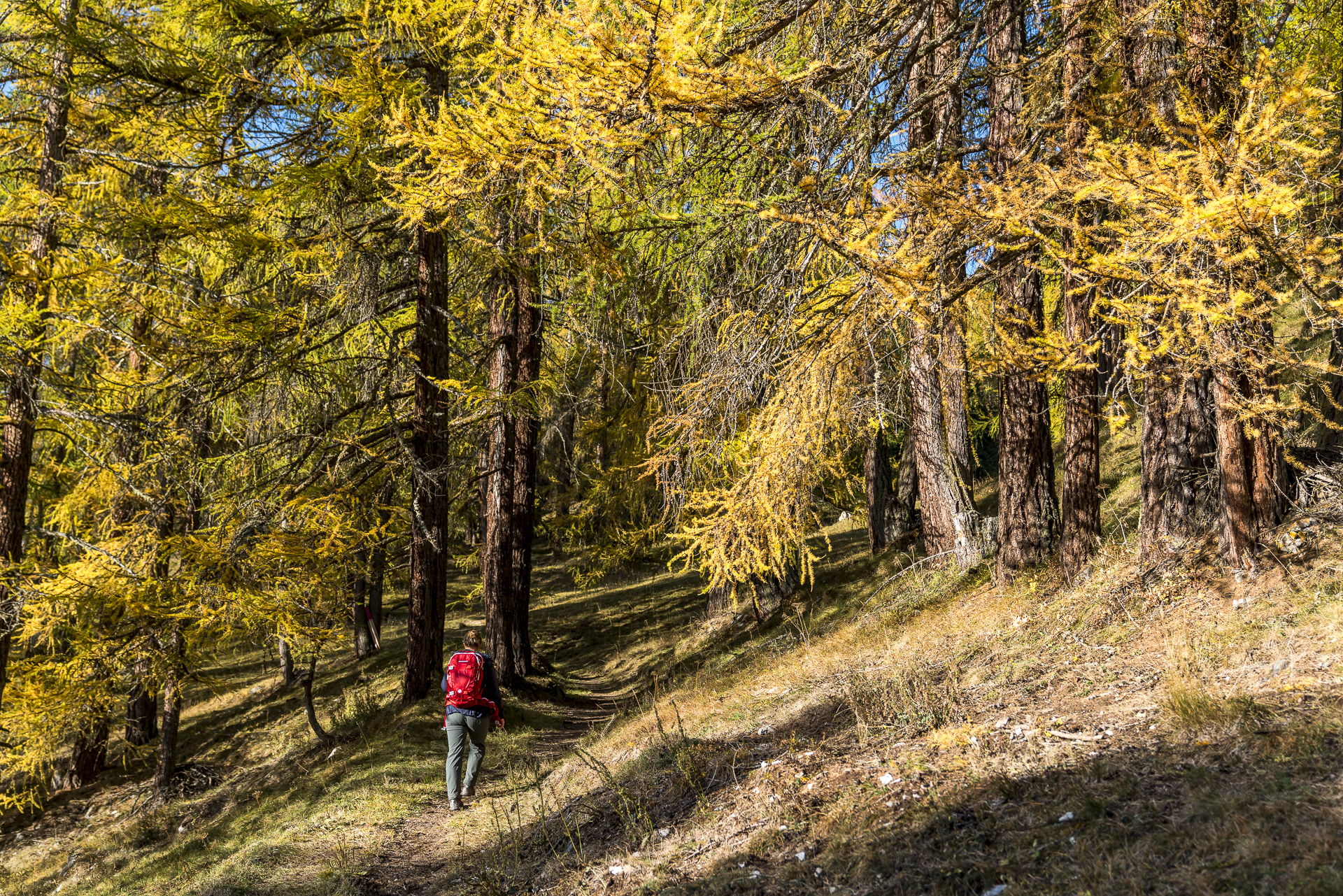 Wanderung Lärchenwald Engadin