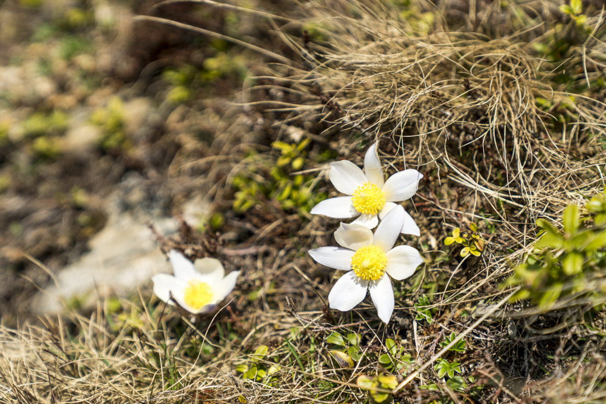Innsbruck Trek Blumen